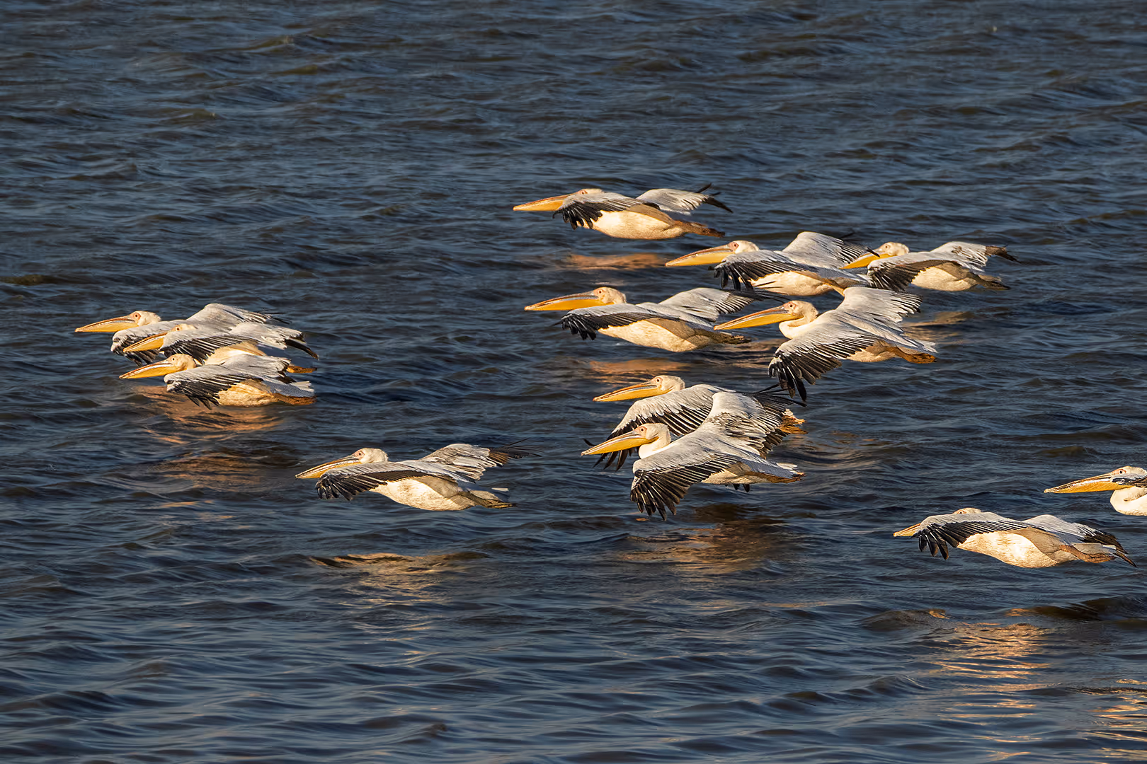 שקנאים במעוף נמוך על פני המים