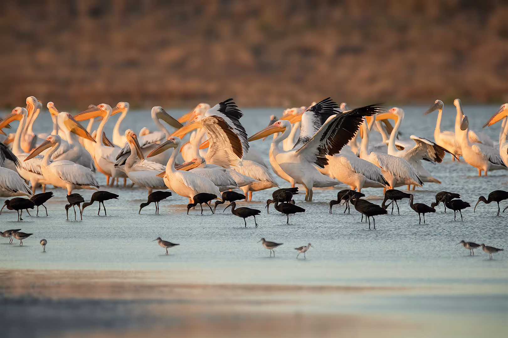 שקנאים ומגלנים חומים במים