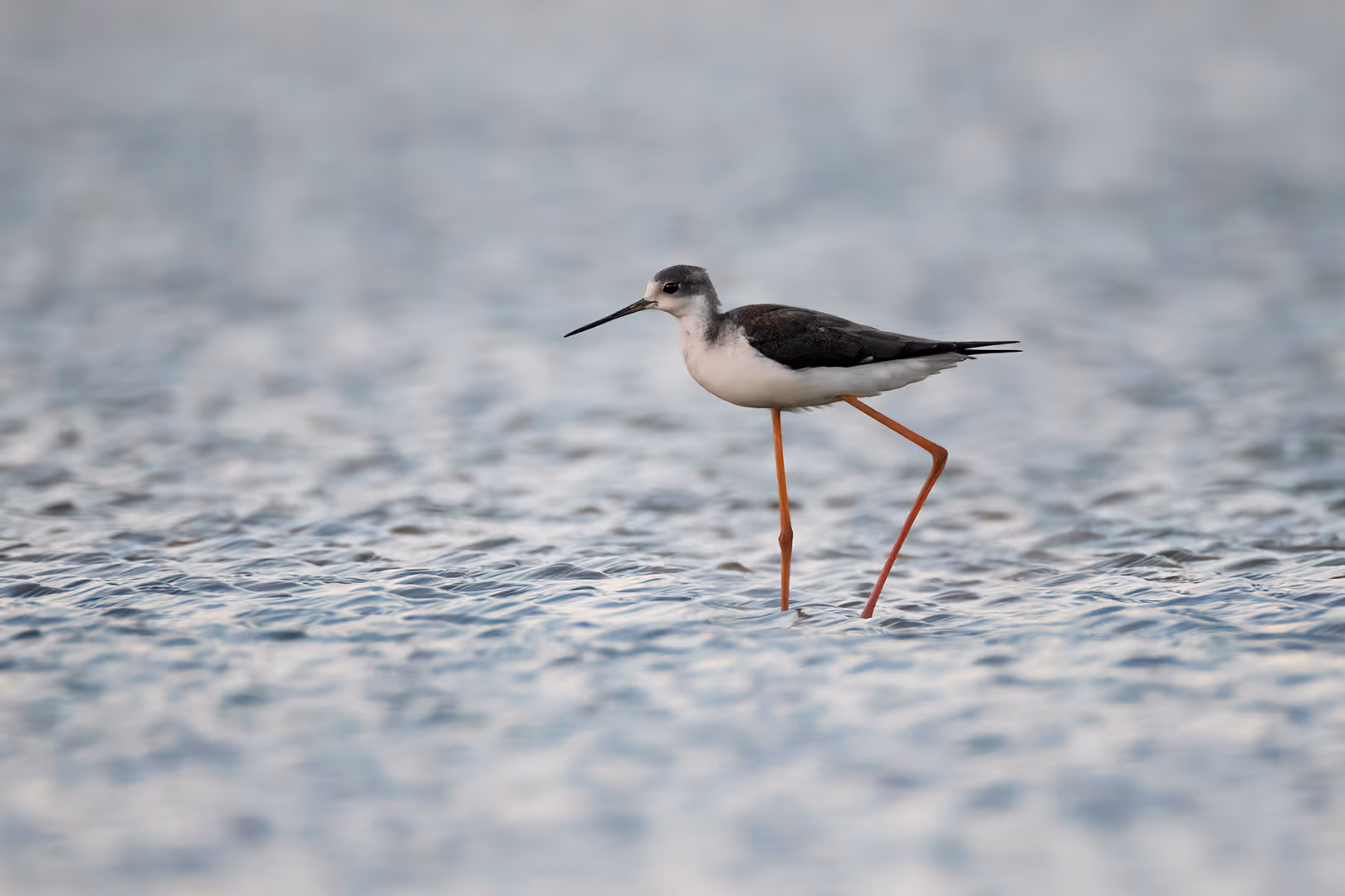 תמירון מצוי הולך במים