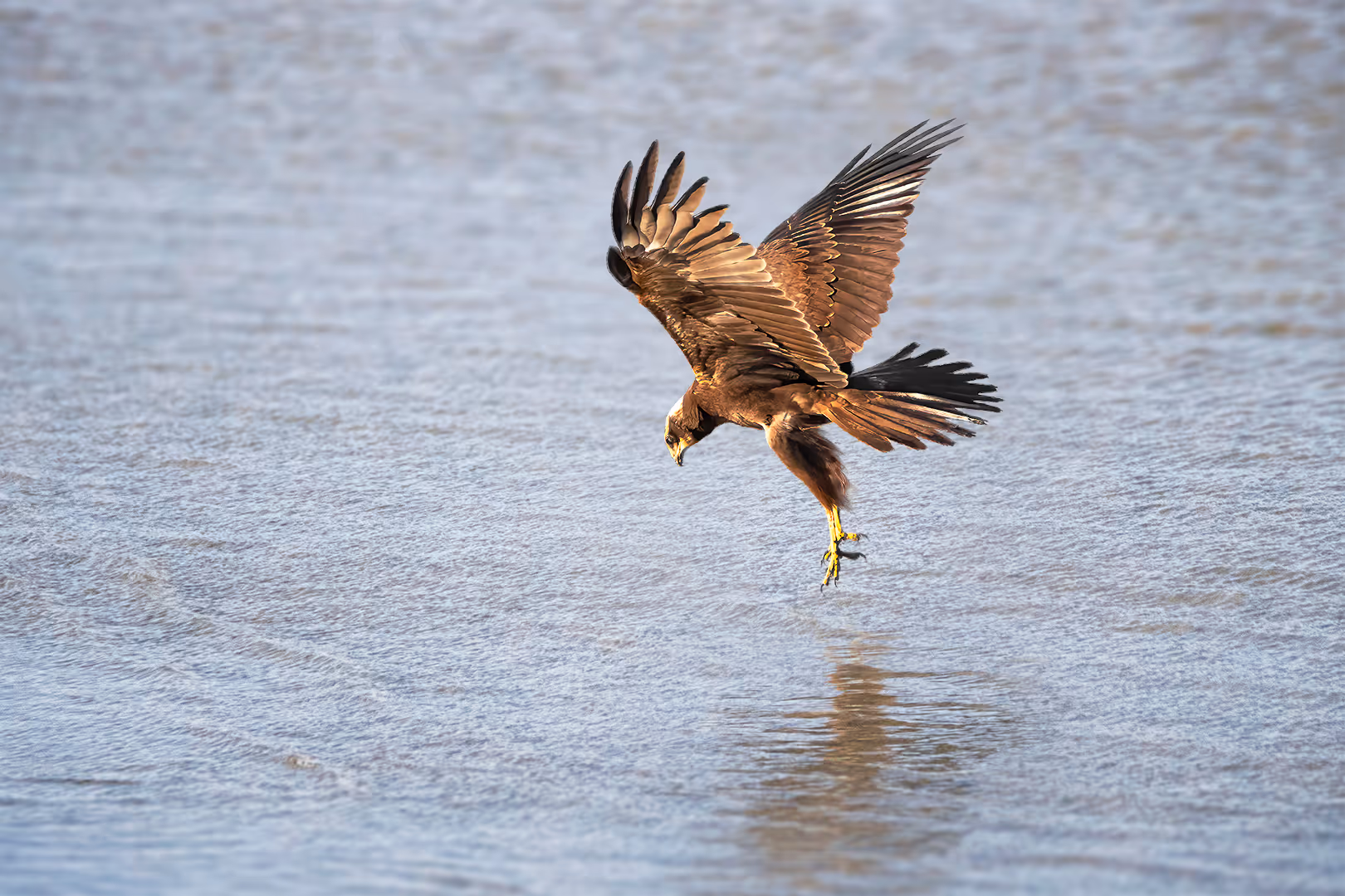 זרון סוף בתעופה מעל המים