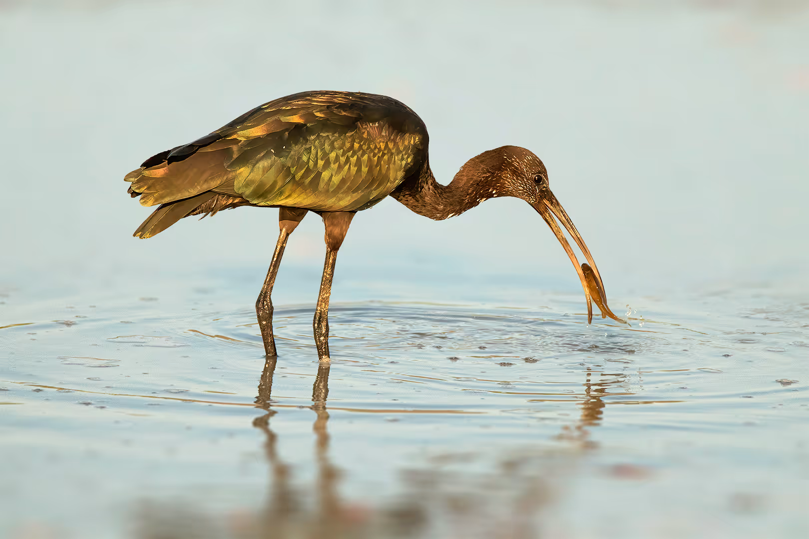 מגלן חום עם דג
