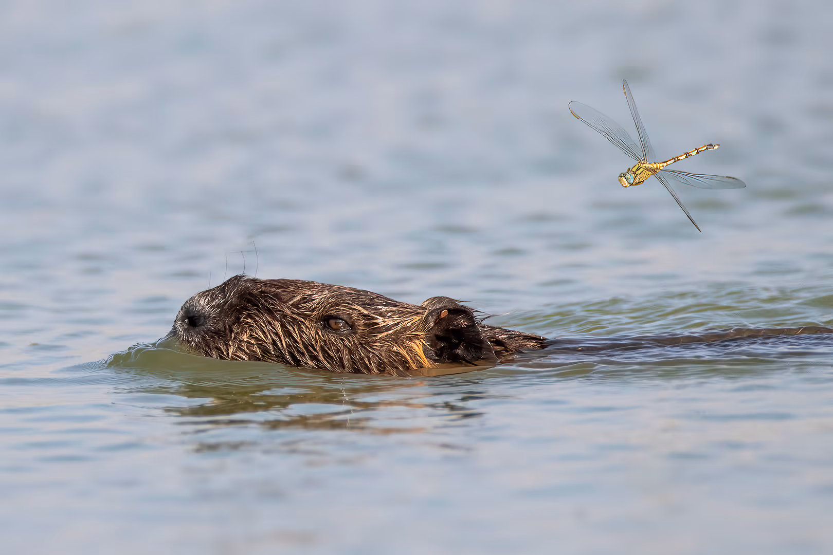 נוטרייה שוחה באגם עם שפירית