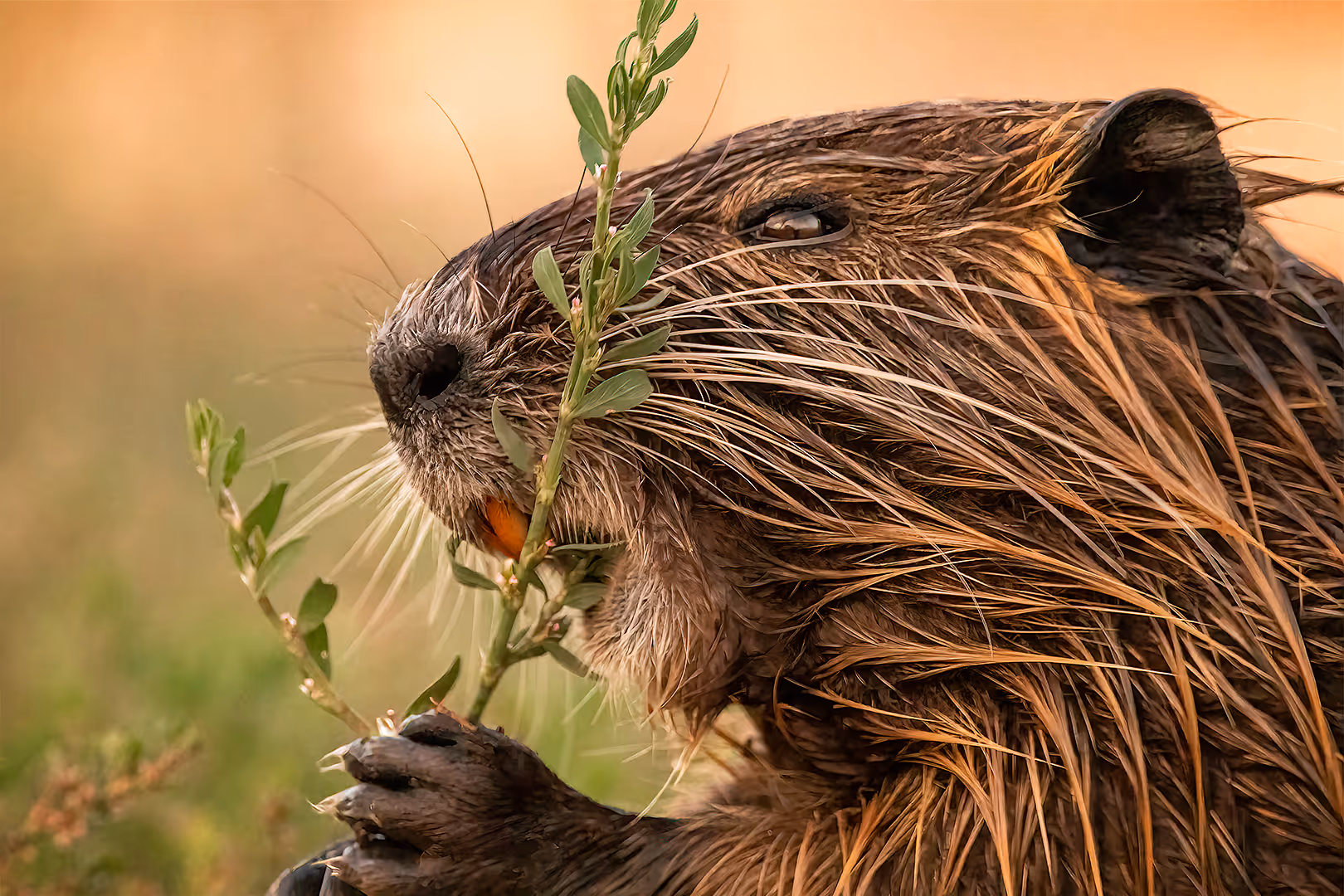 נוטרייה מכרסמת צמח