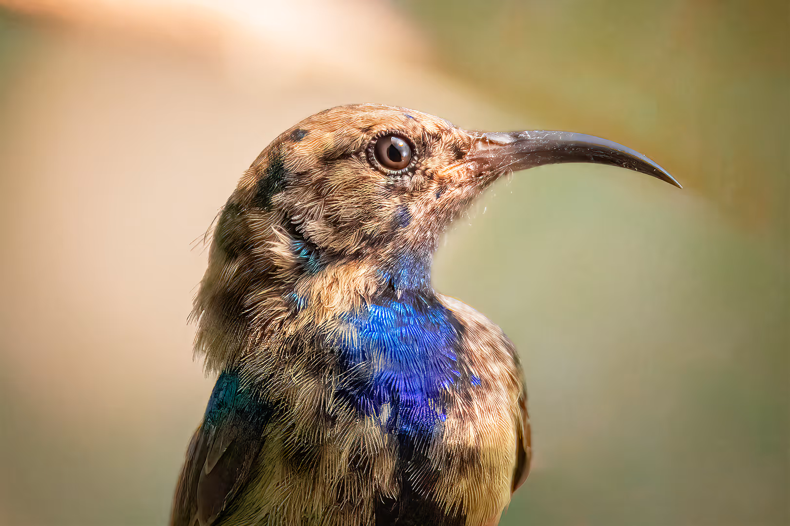 צופית בוהקת צעירה בתקריב
