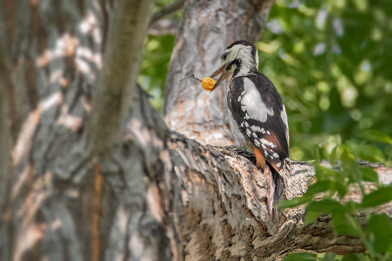 נקר סורי עם פרי אזדרכת