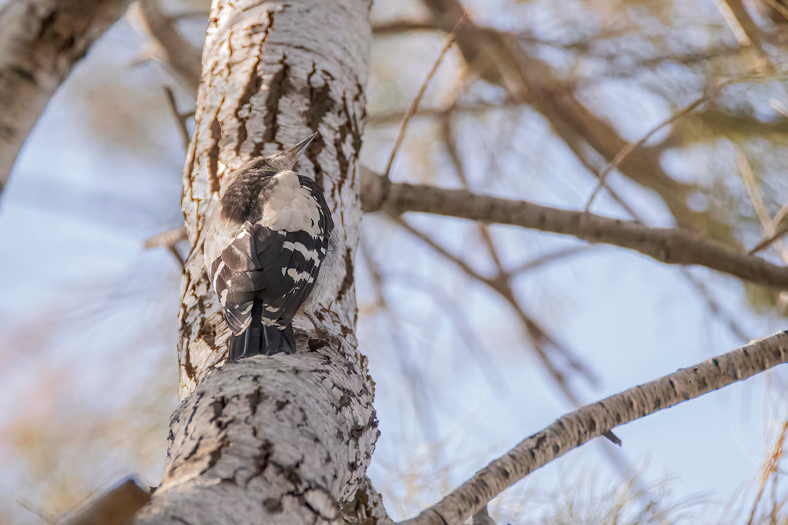 נקר סורי מסתווה על עץ