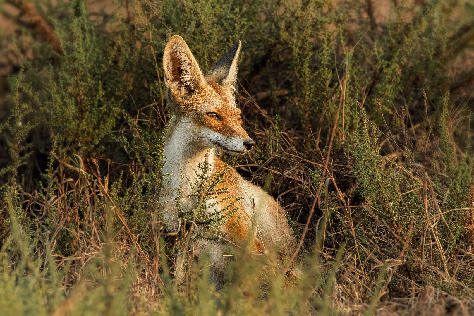 שועל מצוי בין השיחים