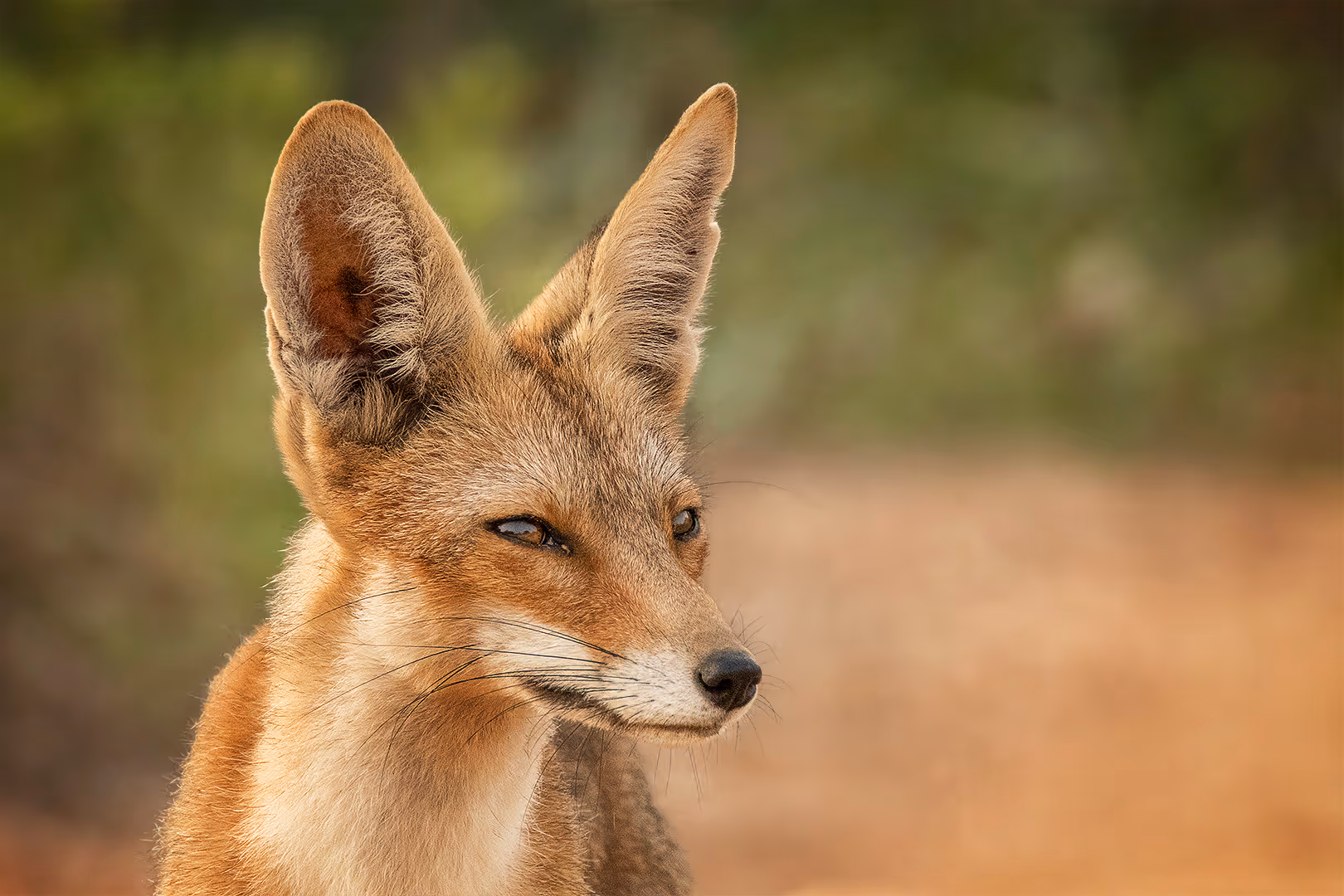 שועל מצוי בתקריב