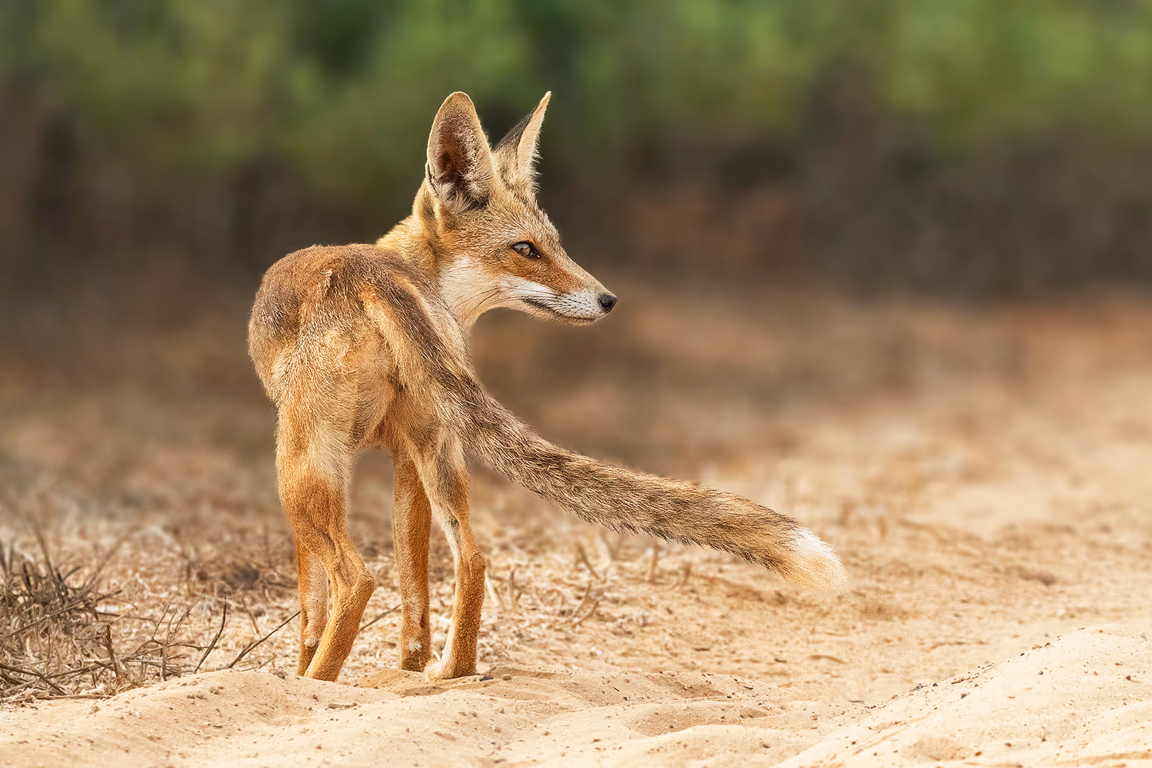 שועל מצוי מאחור