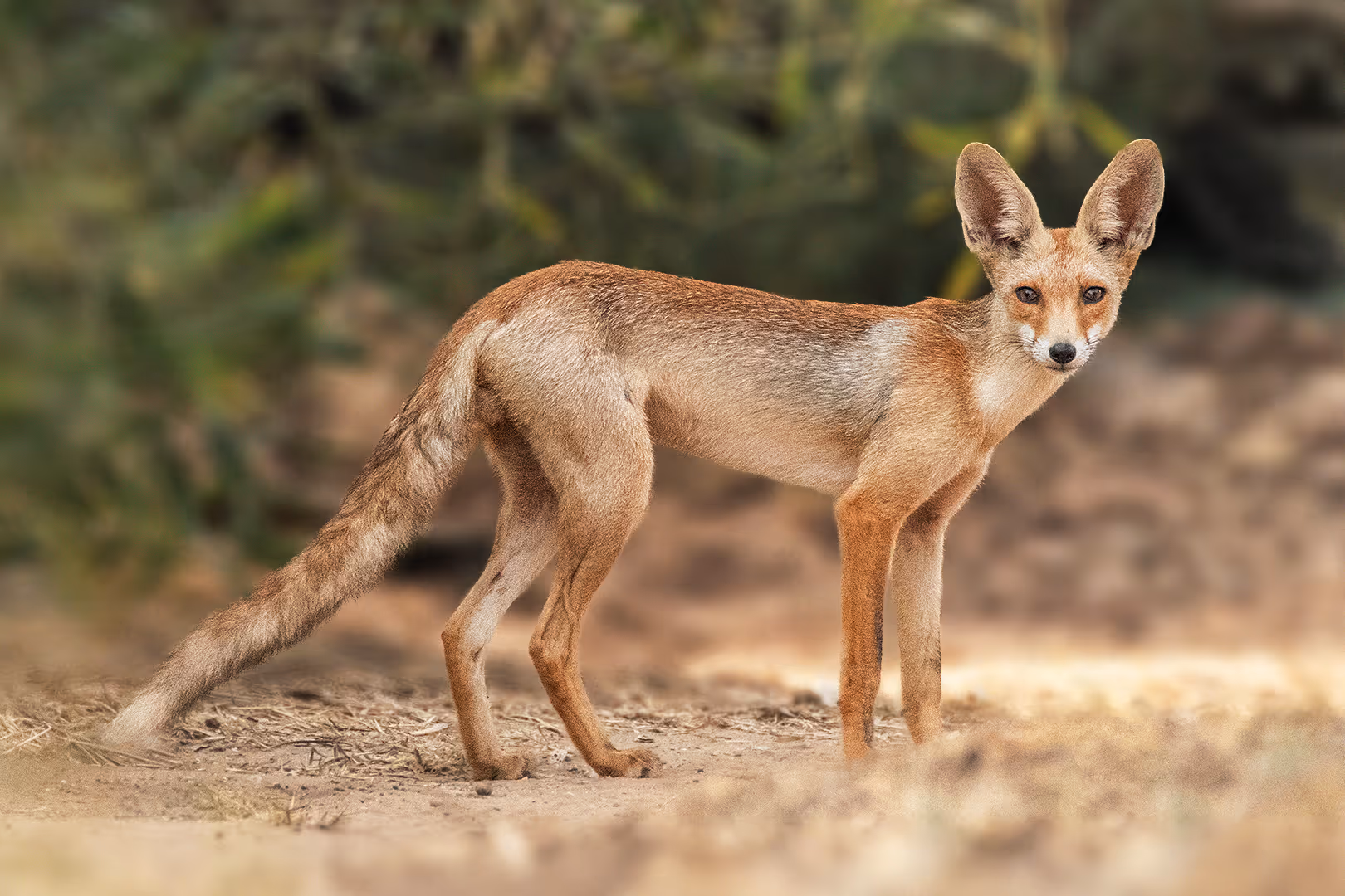 שועל מצוי בפרופיל