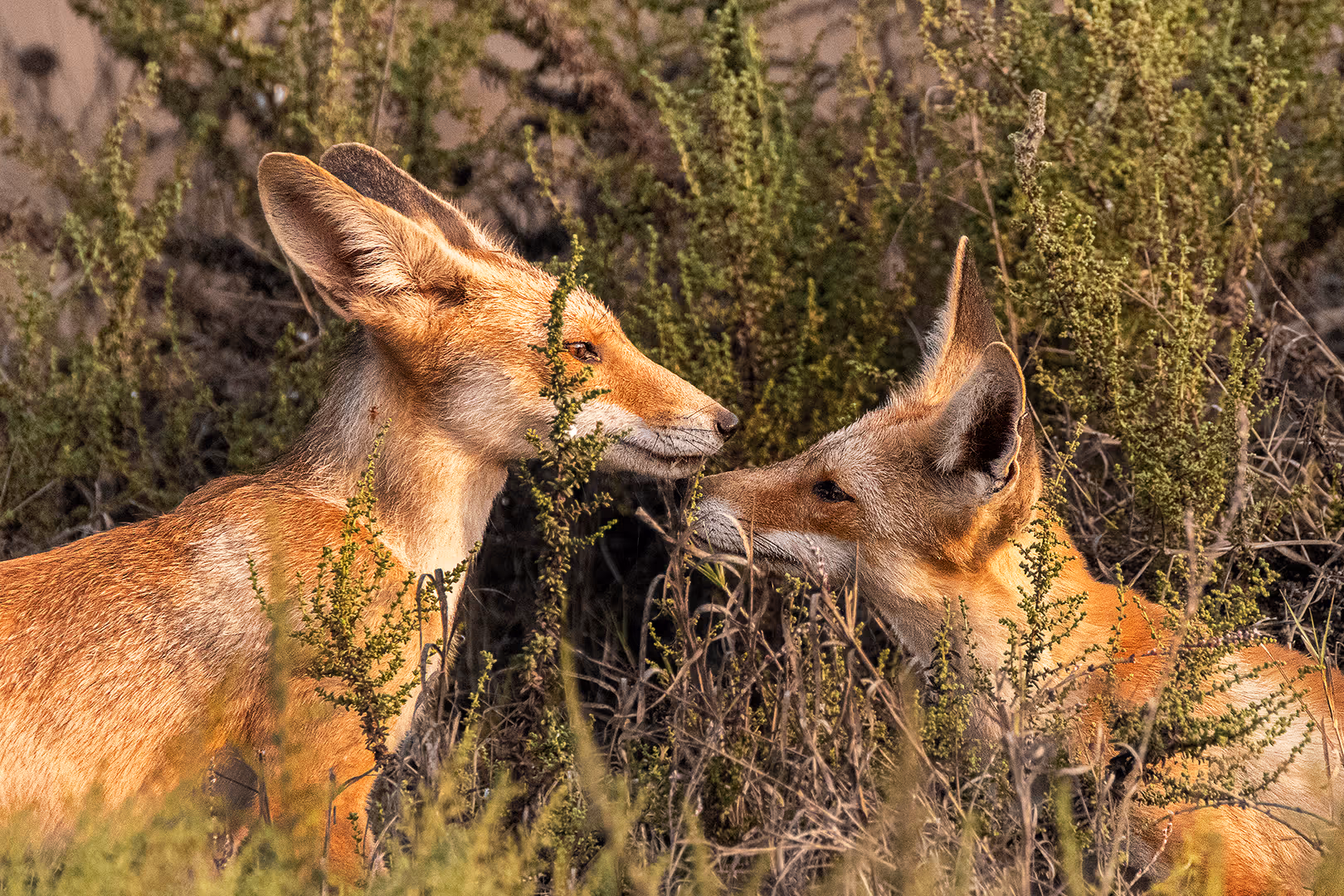 זוג שועלים מצויים
