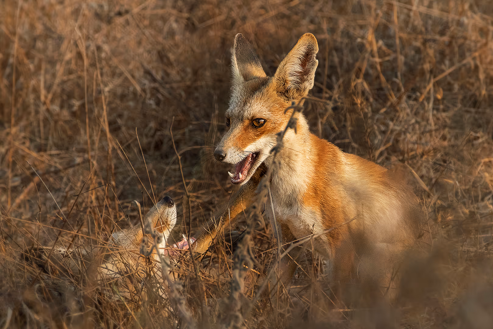 זוג שועלים מצויים משחקים