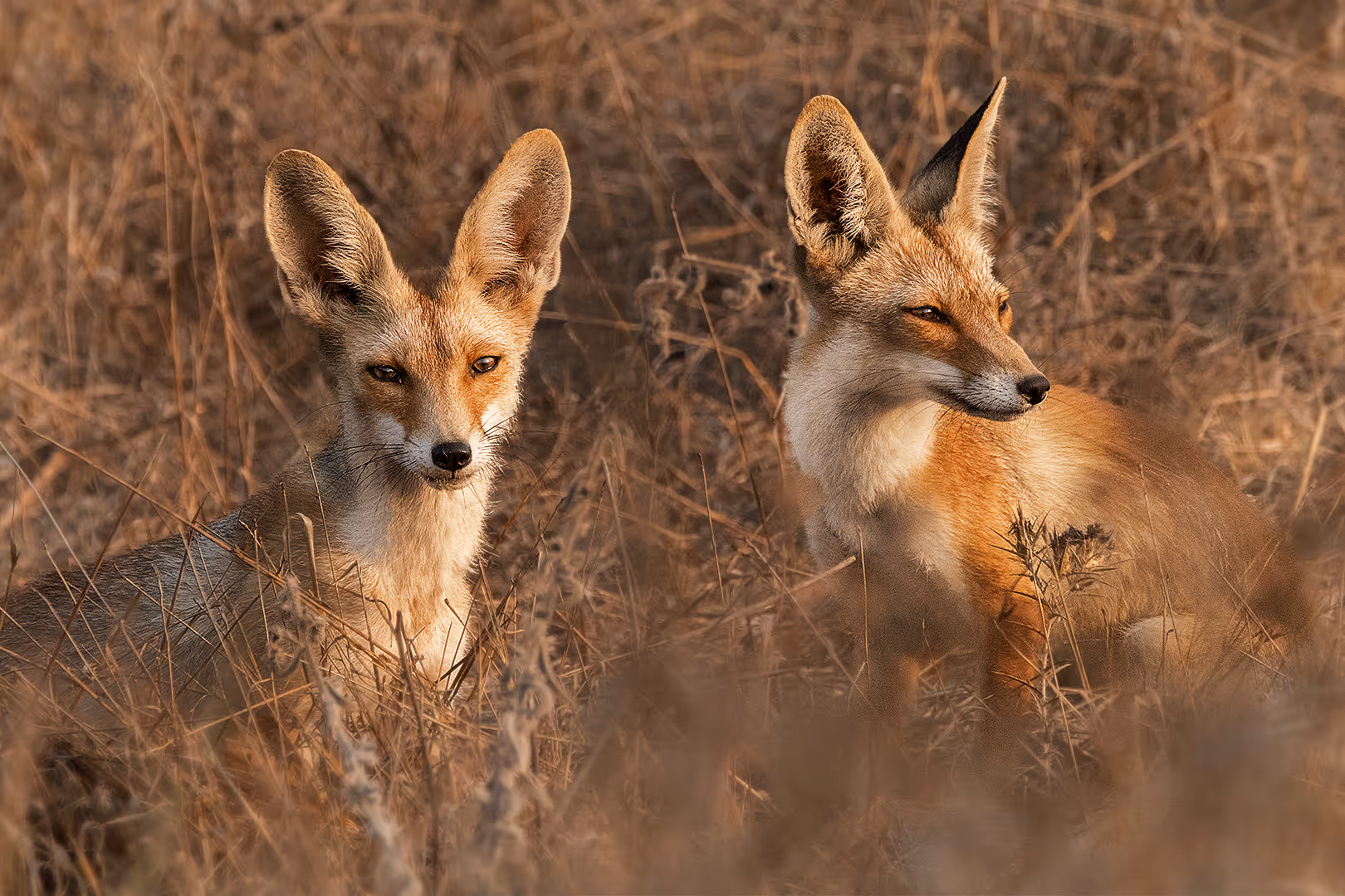 זוג שועלים מצויים מביטים