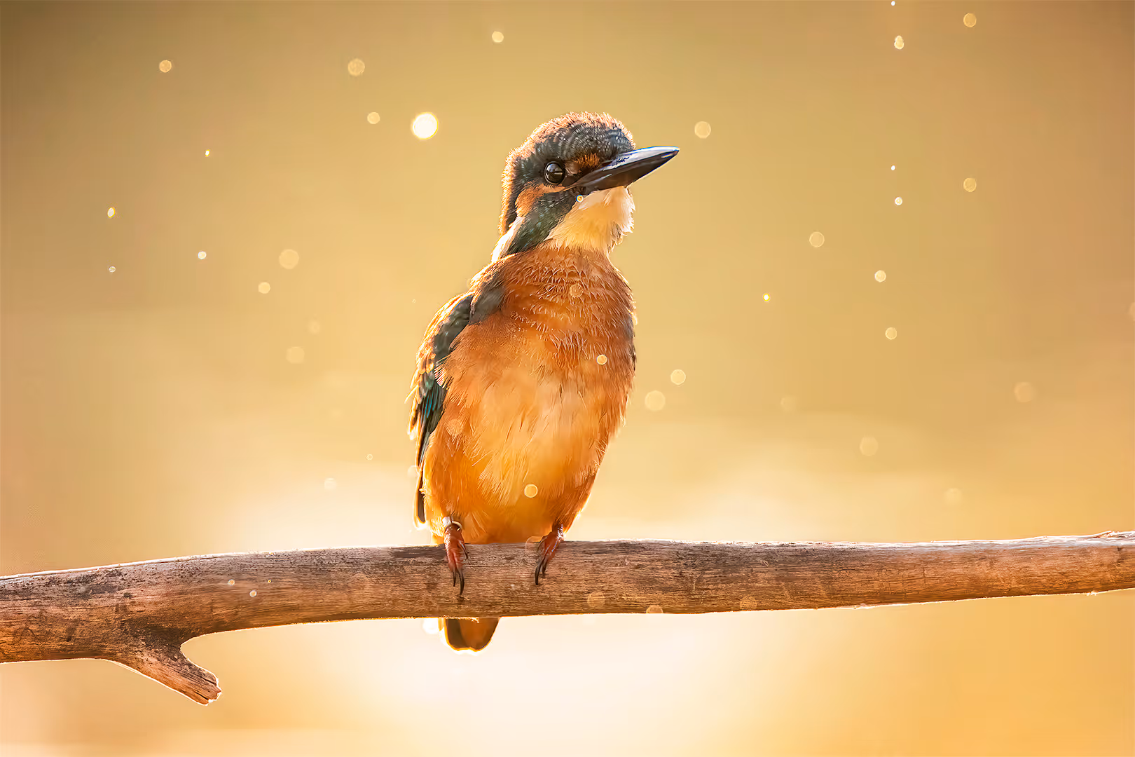שלדג גמדי על ענף עם טיפות מים