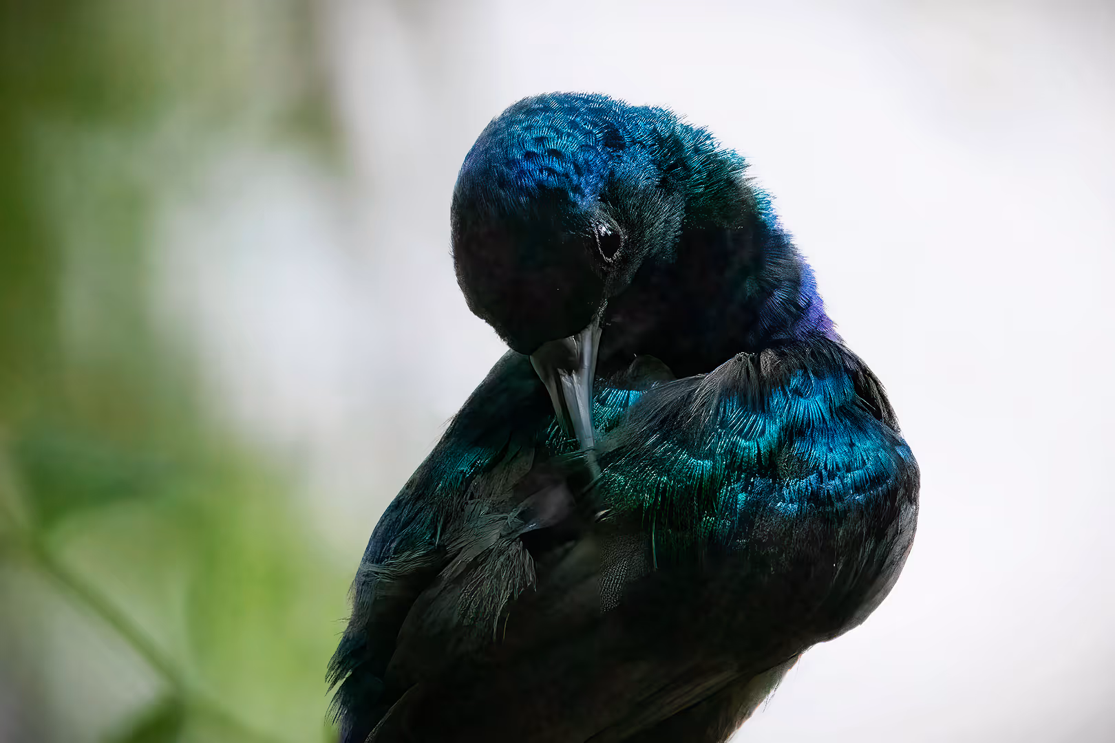 צופית בוהקת מתנקה בתקריב