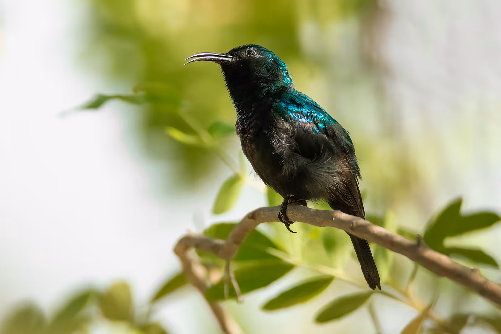 צופית בוהקת על ענף