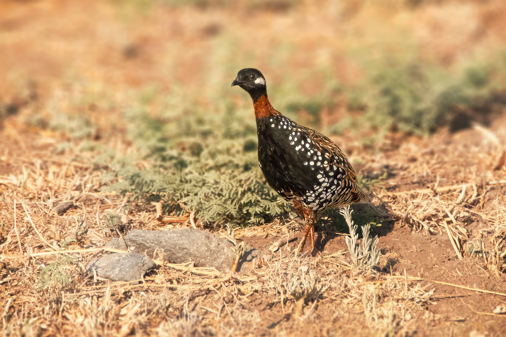 פרנקולין שחור בשדה