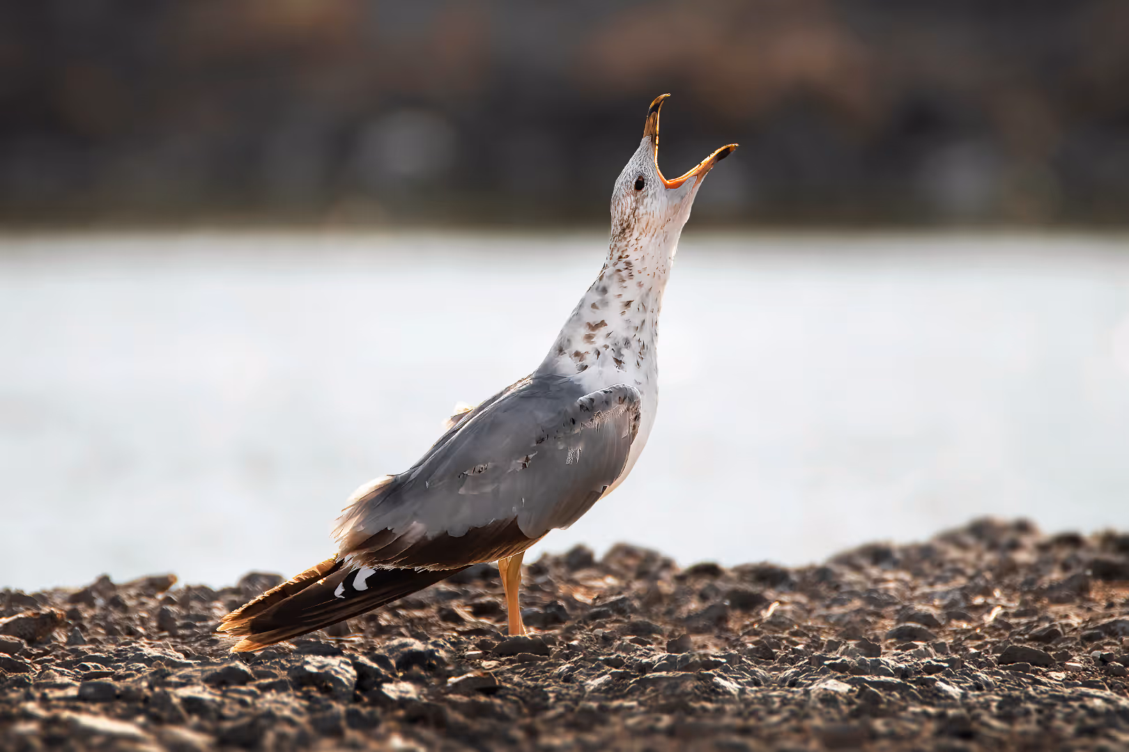 שחף ארמני קורא