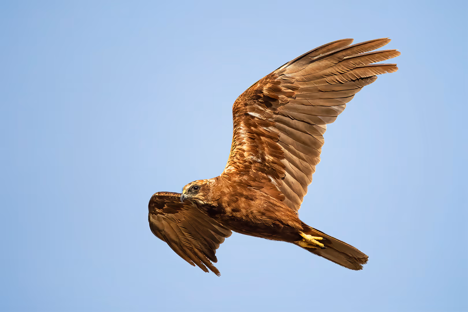 זרון סוף בתעופה