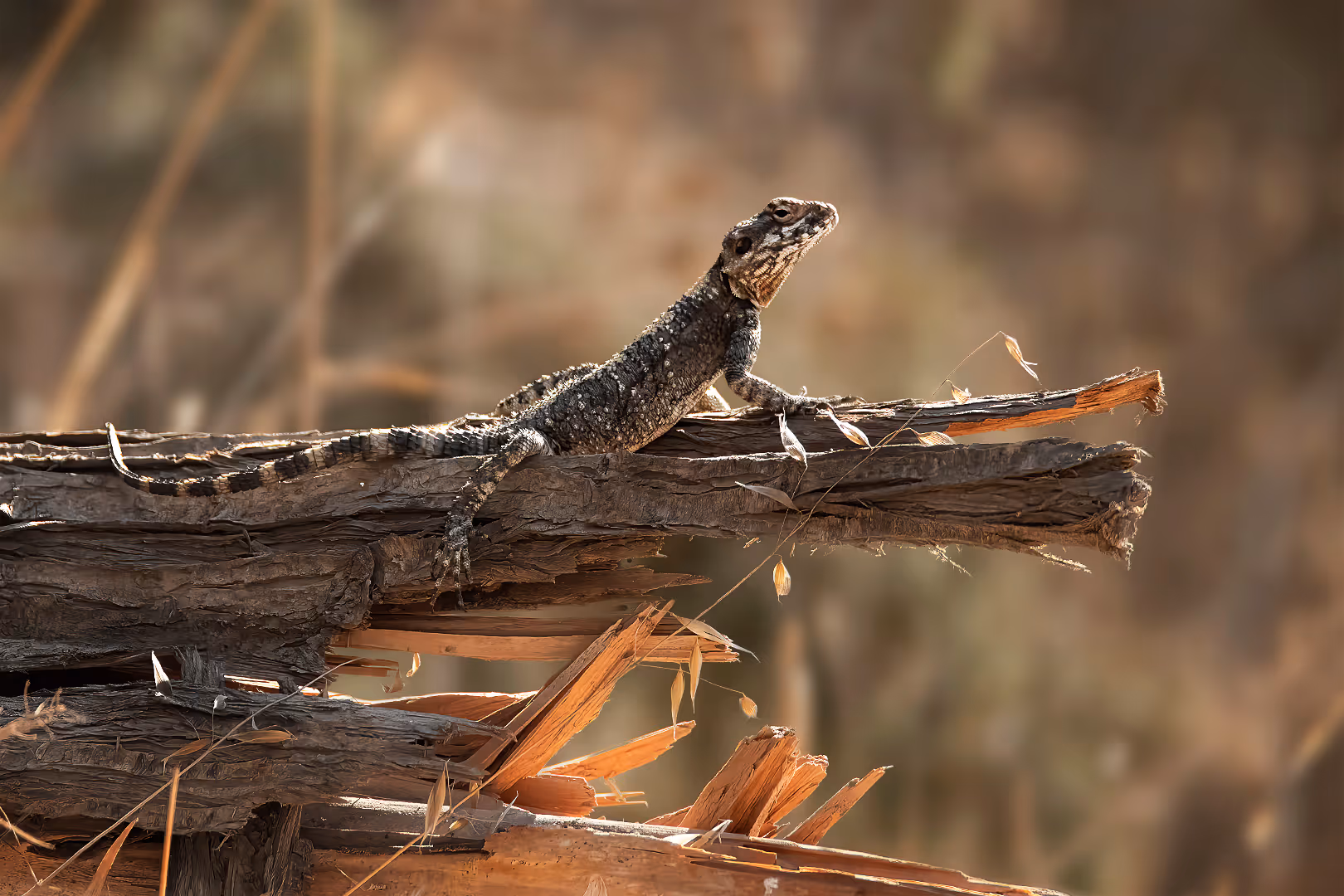 חרדון מצוי על עץ כרות