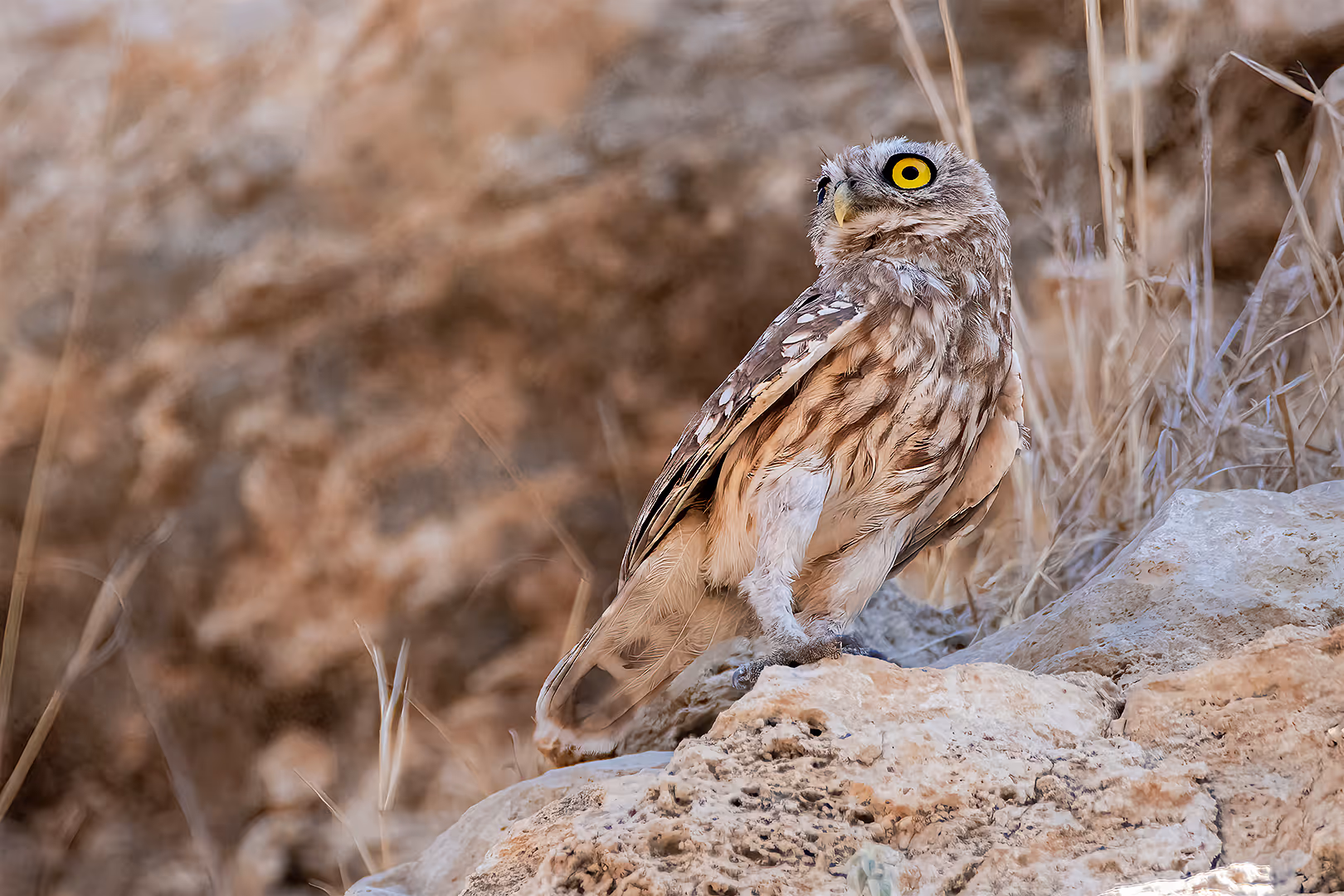 כוס חורבות על סלע