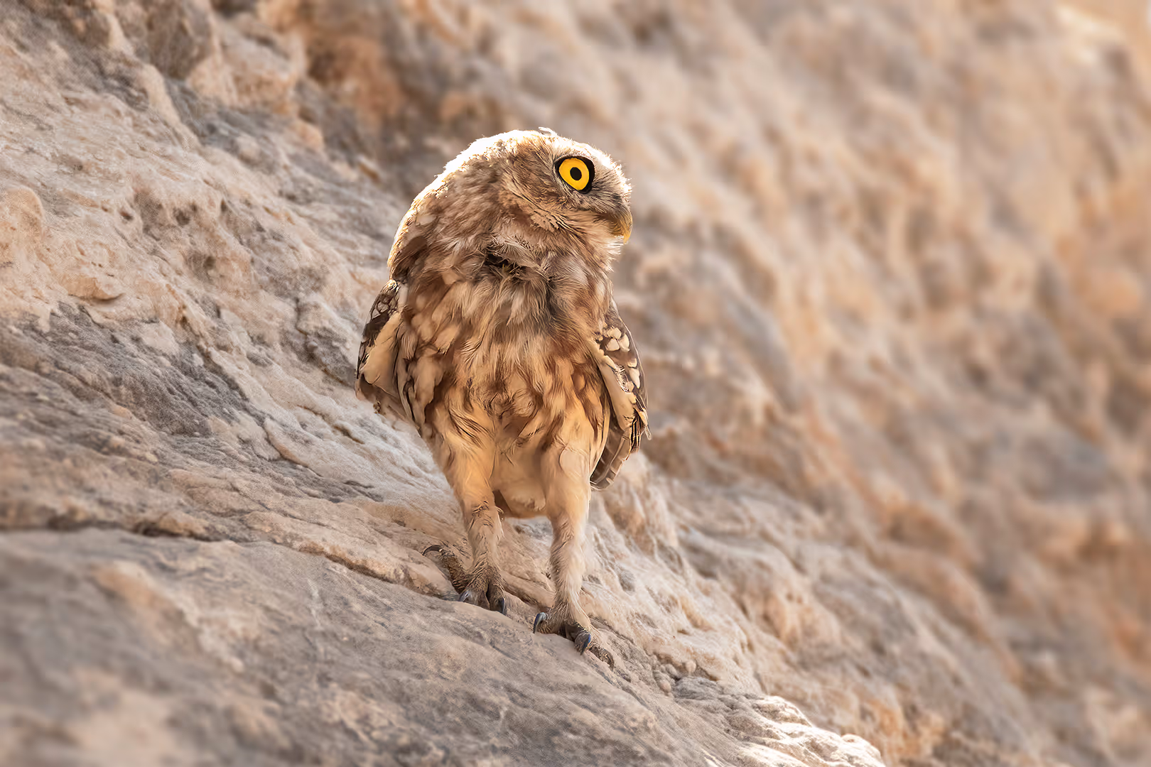כוס חורבות על סלע 
