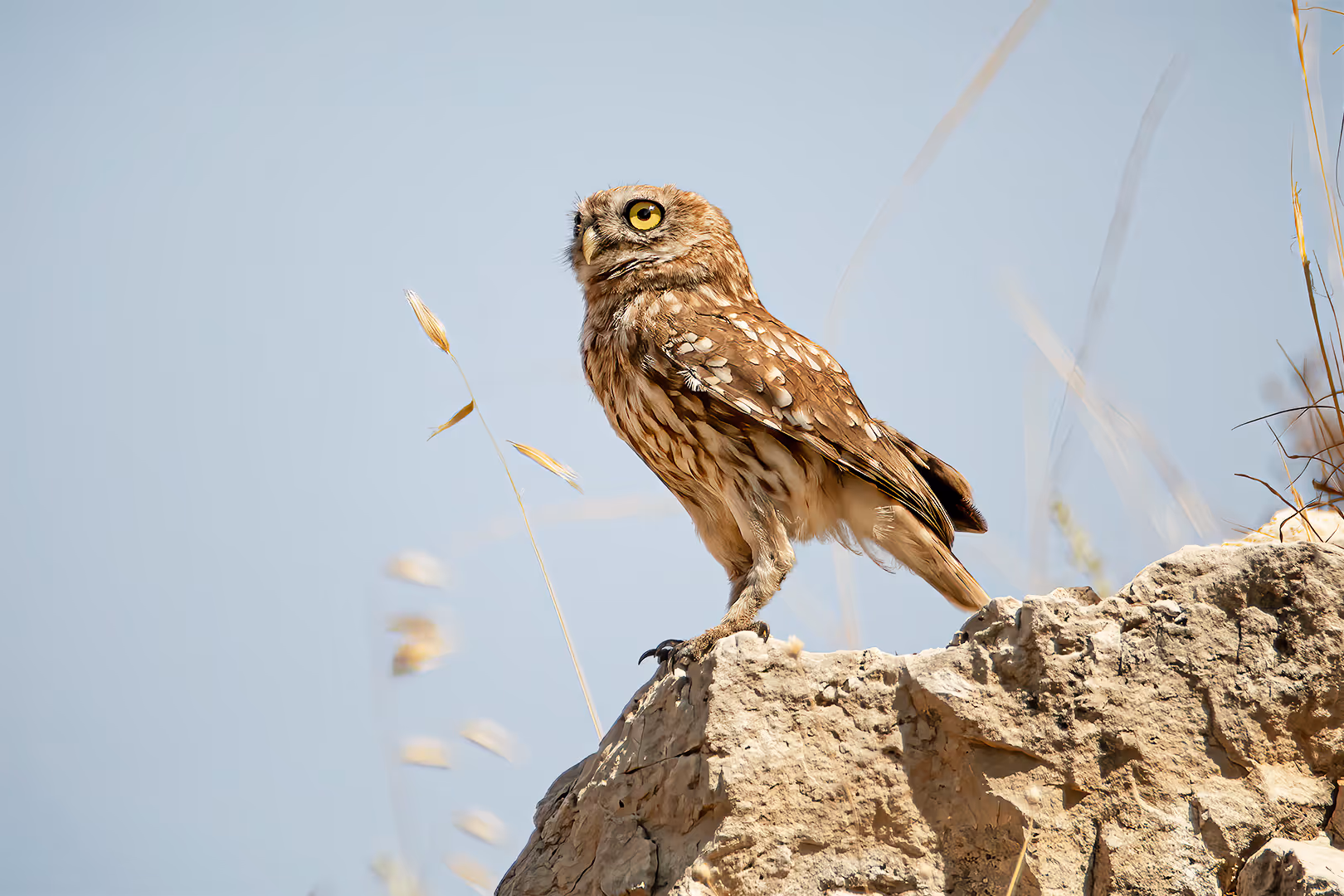 כוס חורבות על סלע