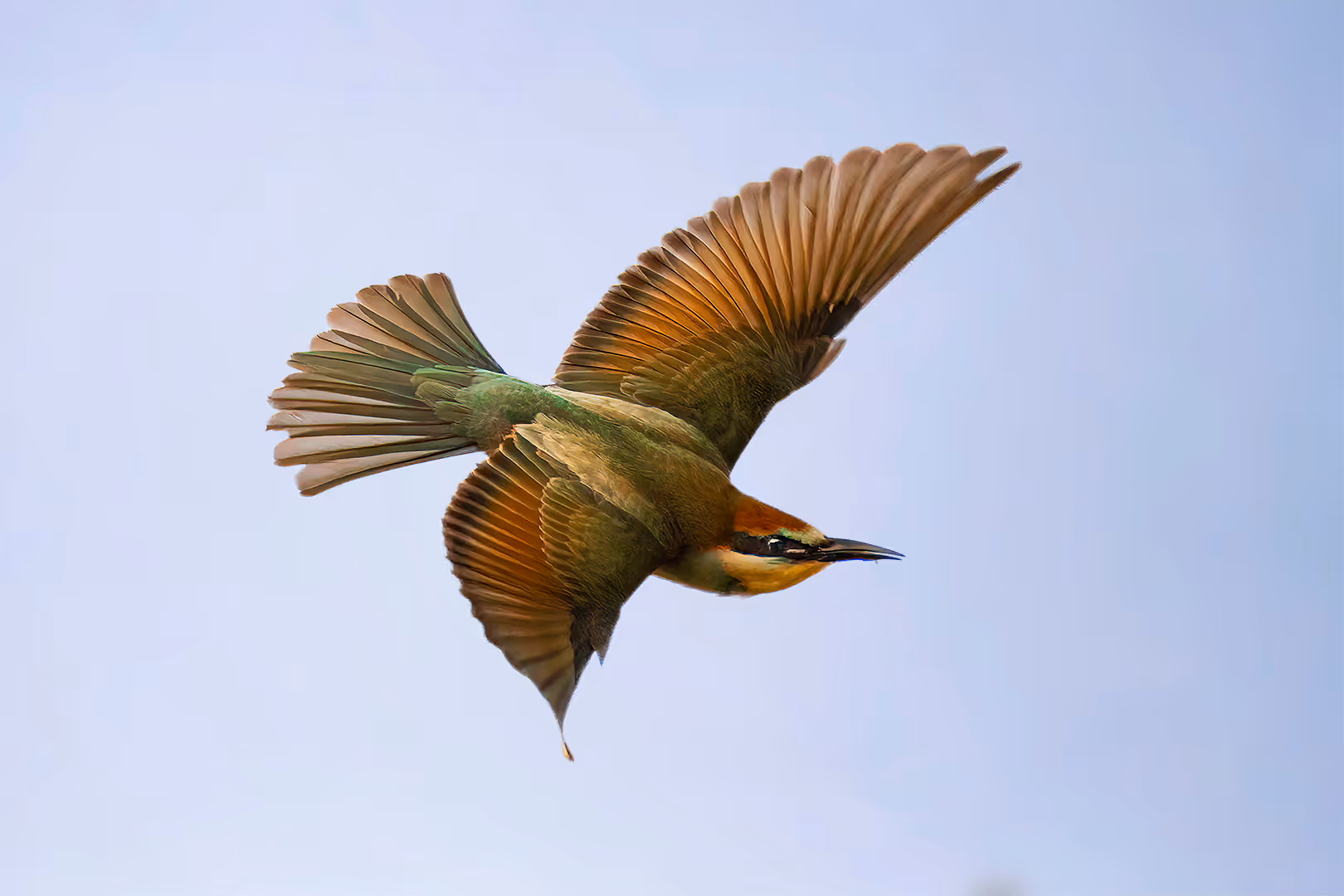 שרקרק מצוי בתעופה