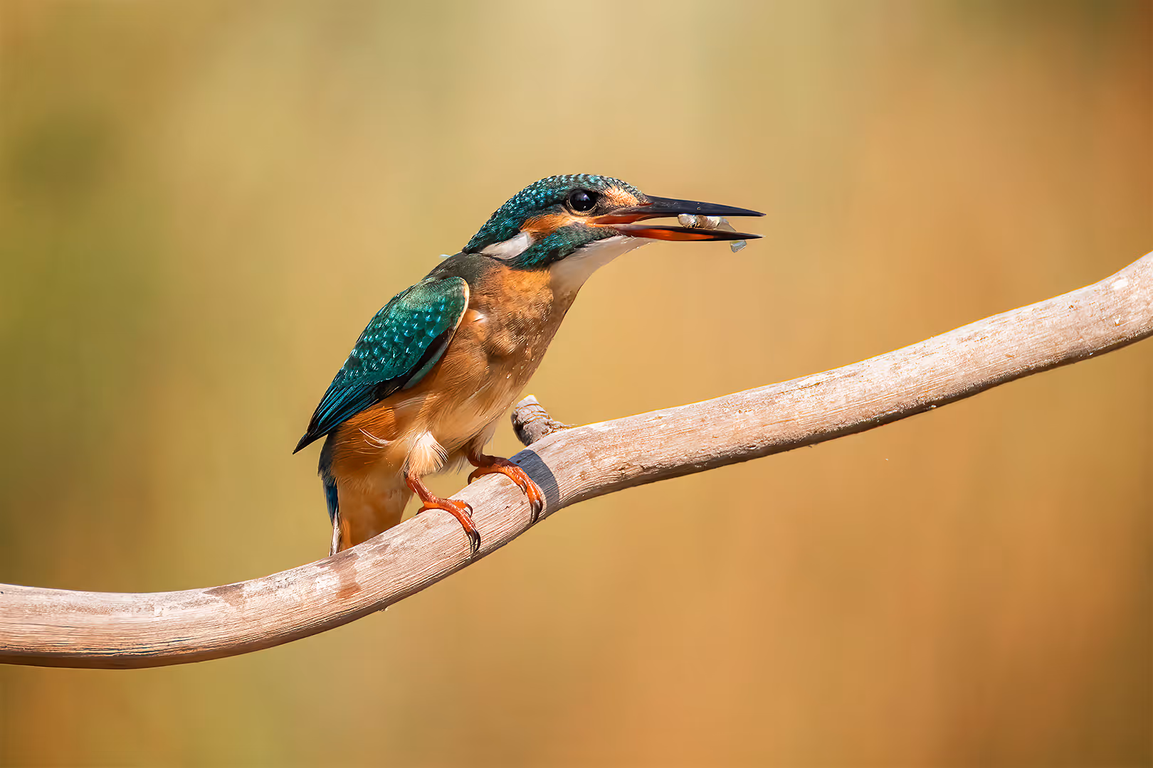 שלדג גמדי על ענף עם דגיגון