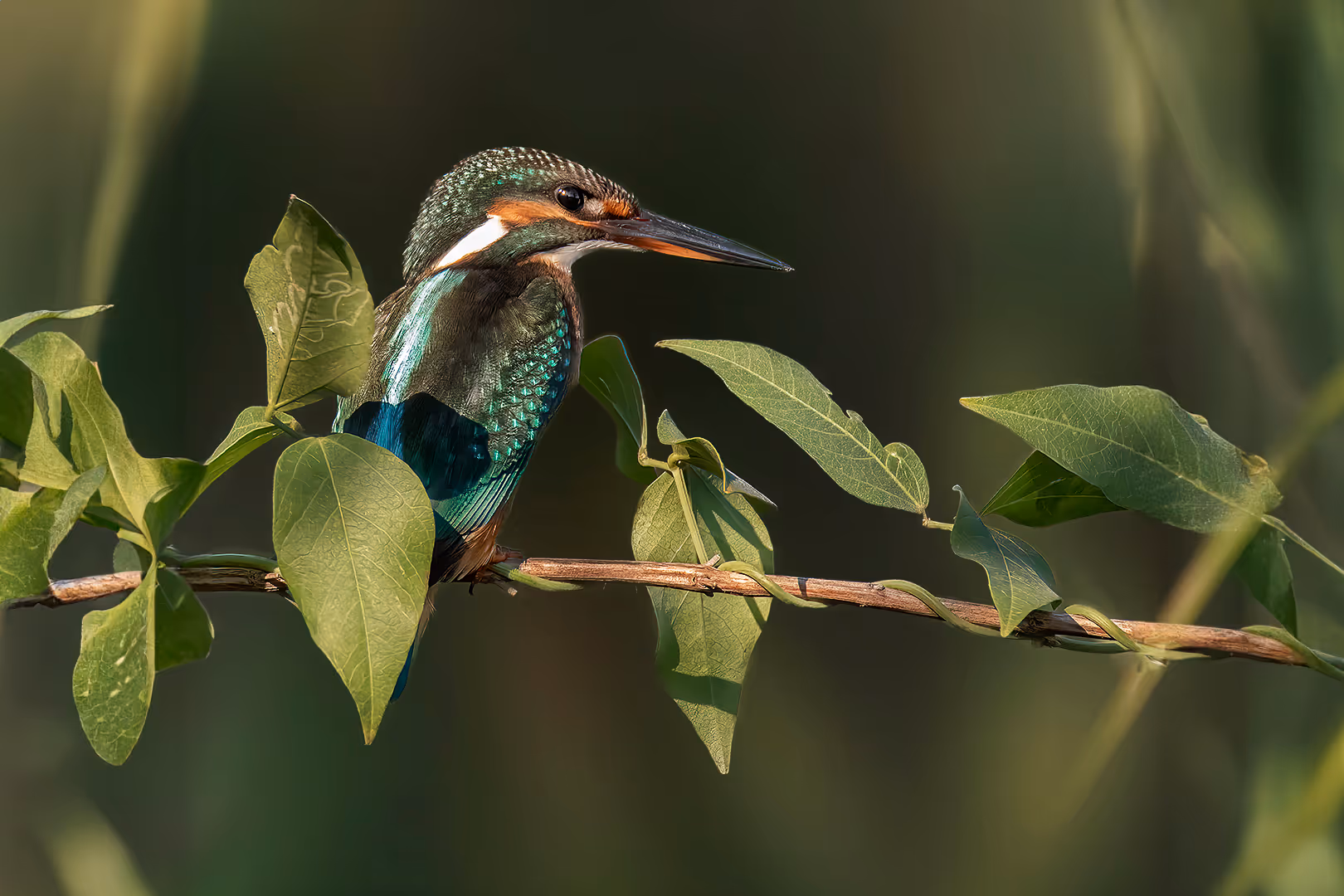 שלדג גמדי על ענף