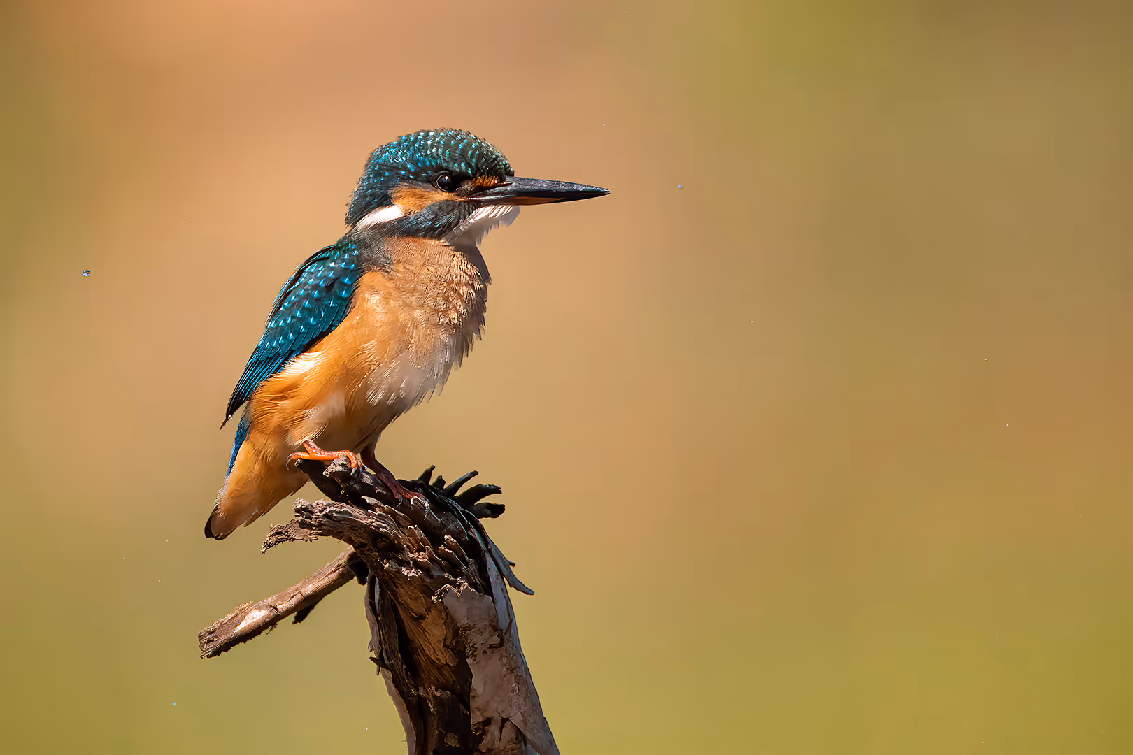שלדג גמדי על ענף