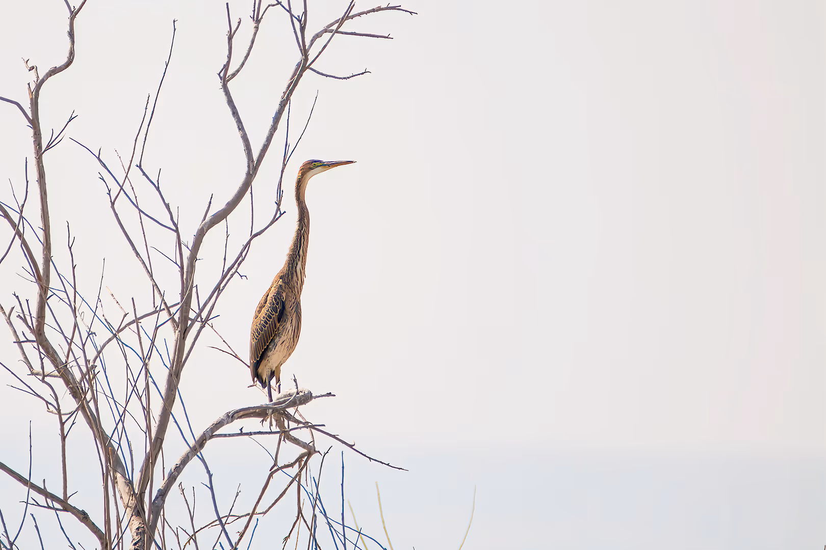 אנפה ארגמנית על עץ