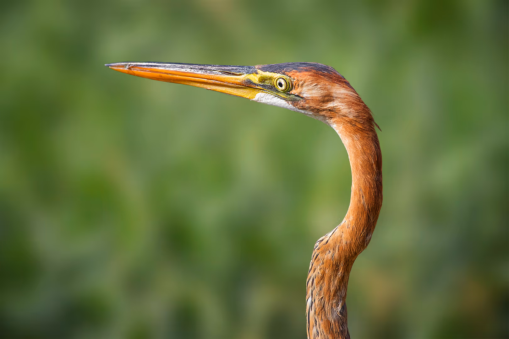 אנפה ארגמנית בתקריב