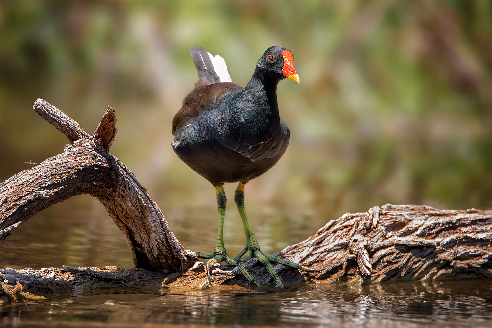סופית מצויה על עץ במים