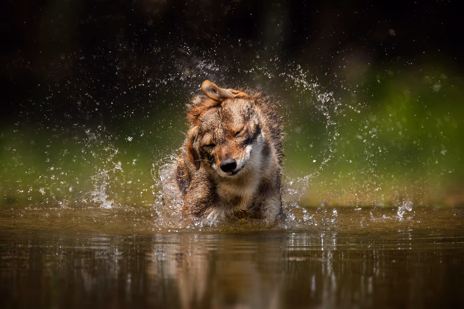 תן זהוב מתנער ממים