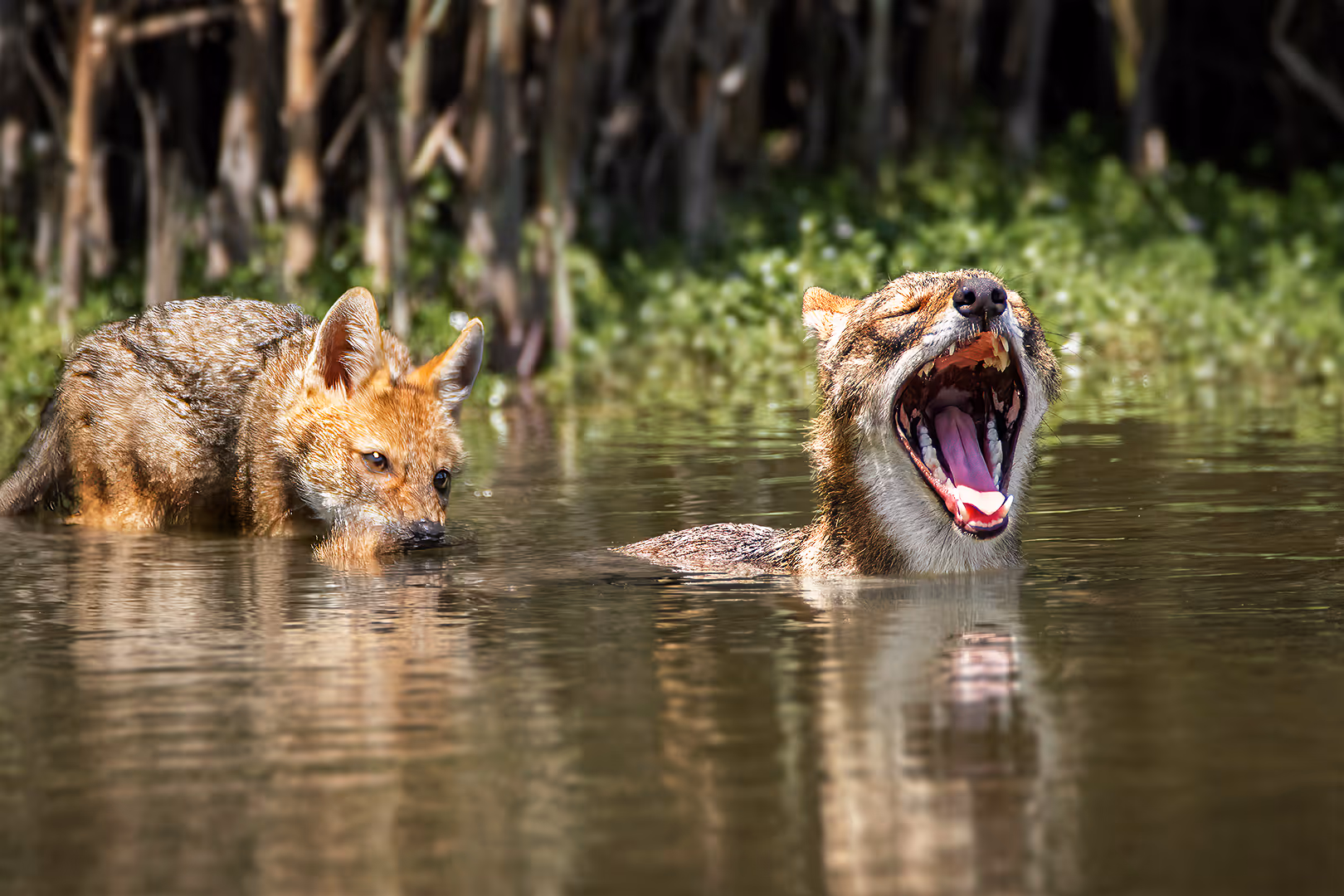 תן זהוב צעיר נושך את ההורה בזנב
