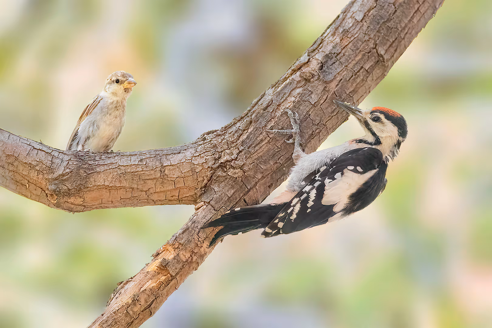 נקר סורי ודרור בית בשיחה על המצב