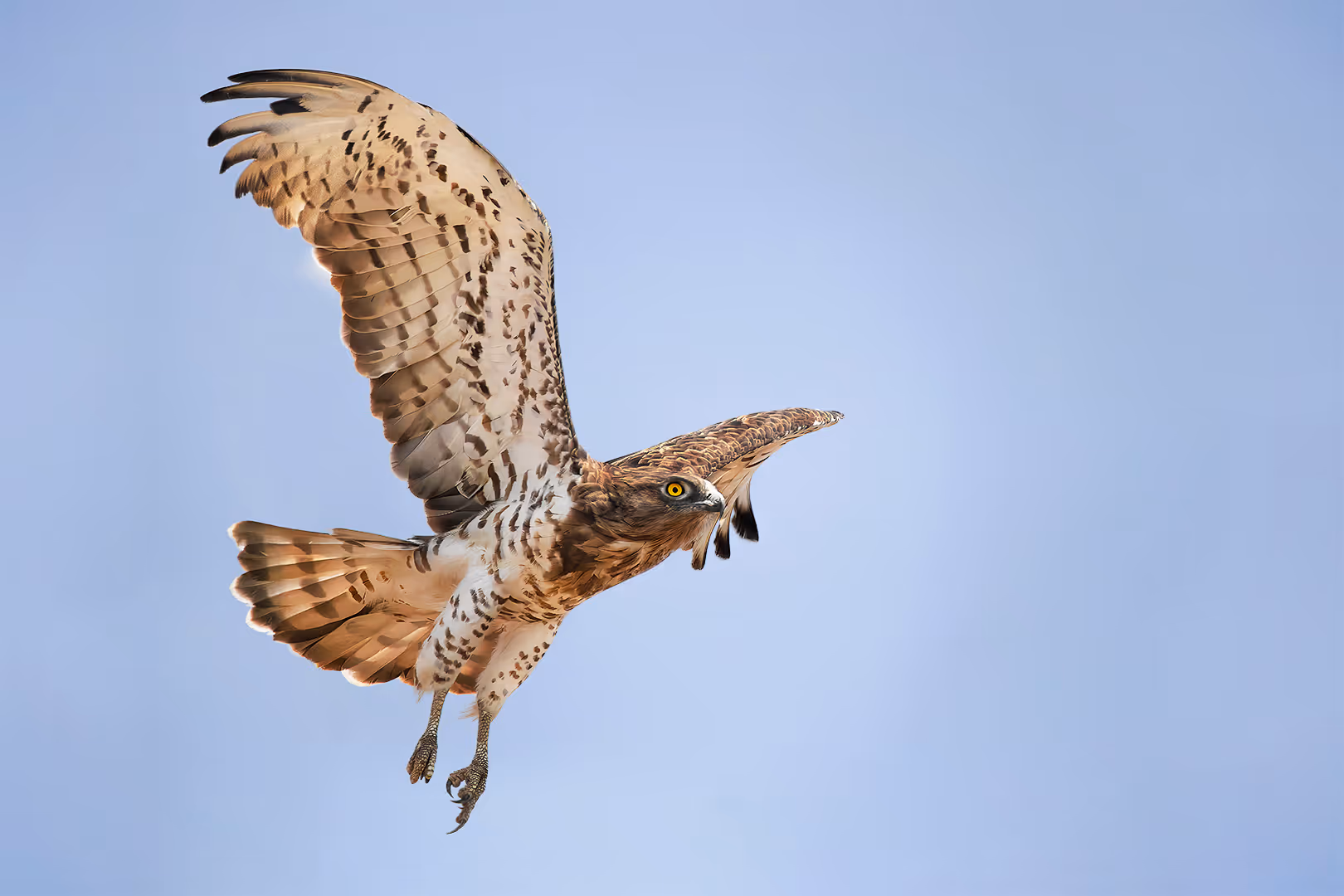 חיוויאי הנחשים בתעופה