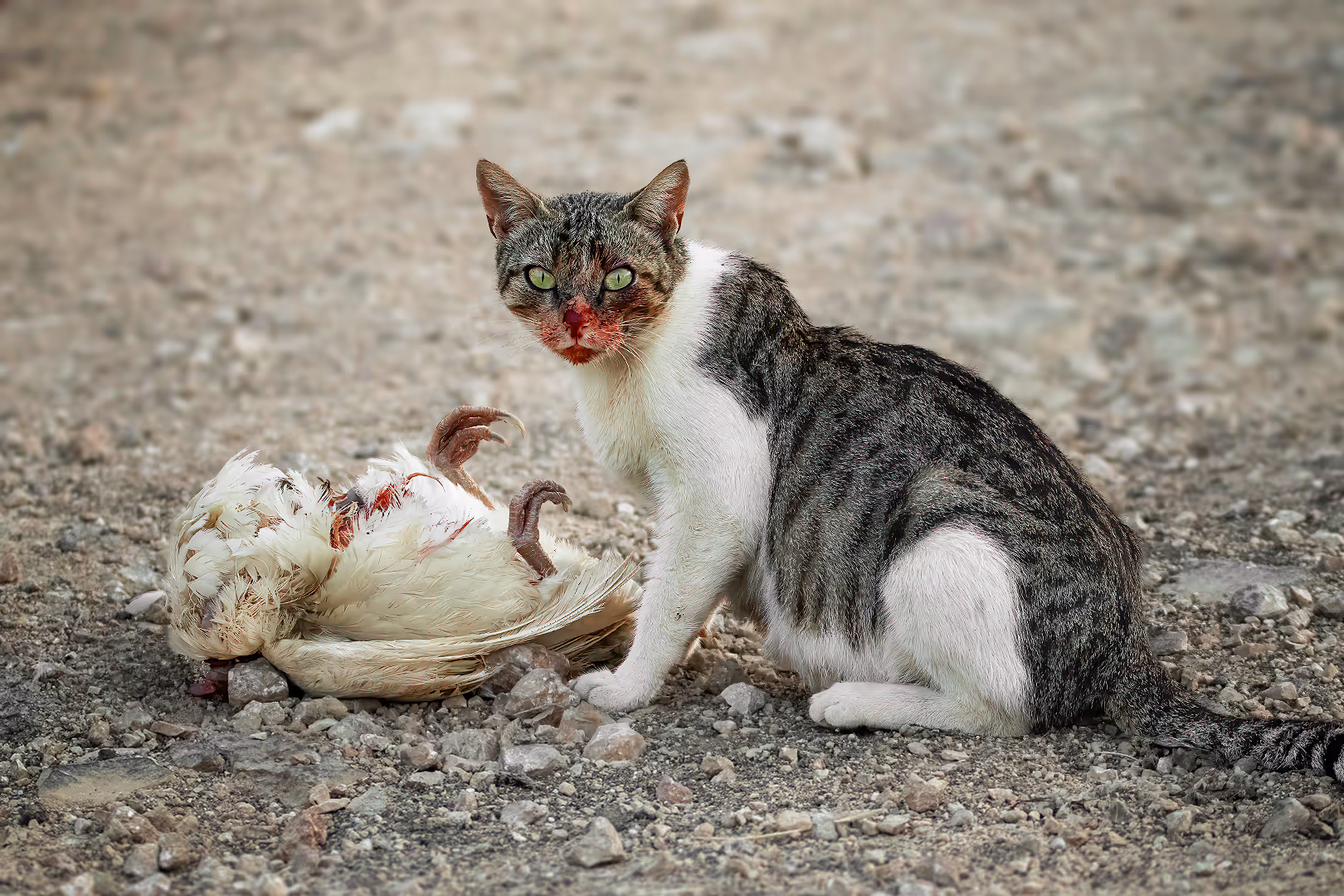 חתול בית טורף תרנגולת