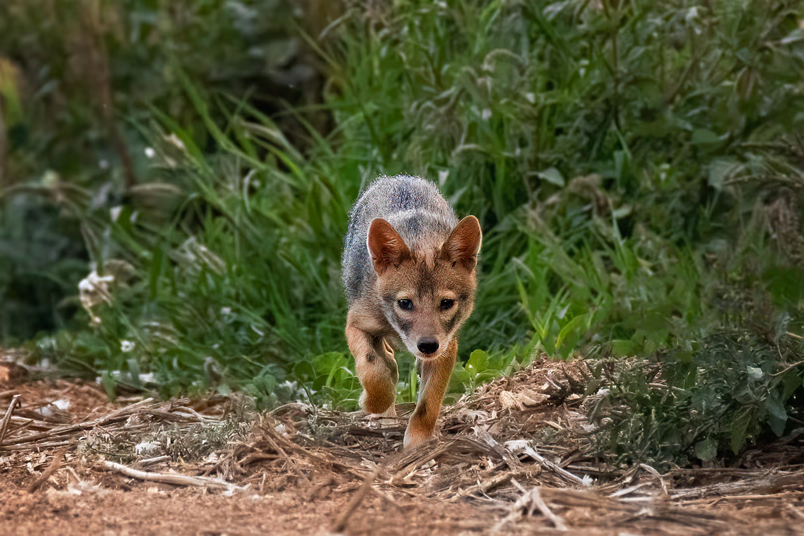 תן זהוב צעיר צועד
