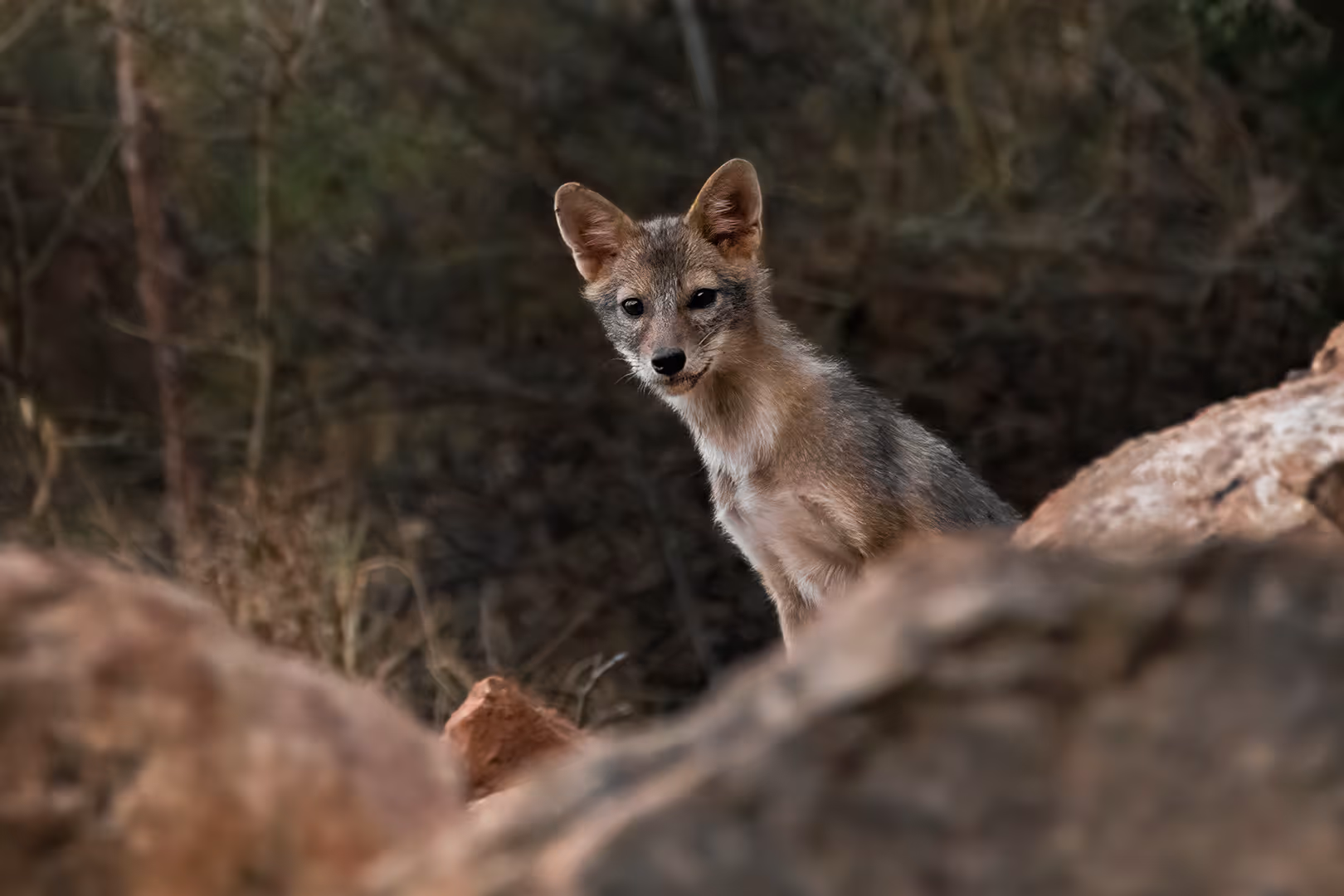 תן זהוב צעיר מציץ