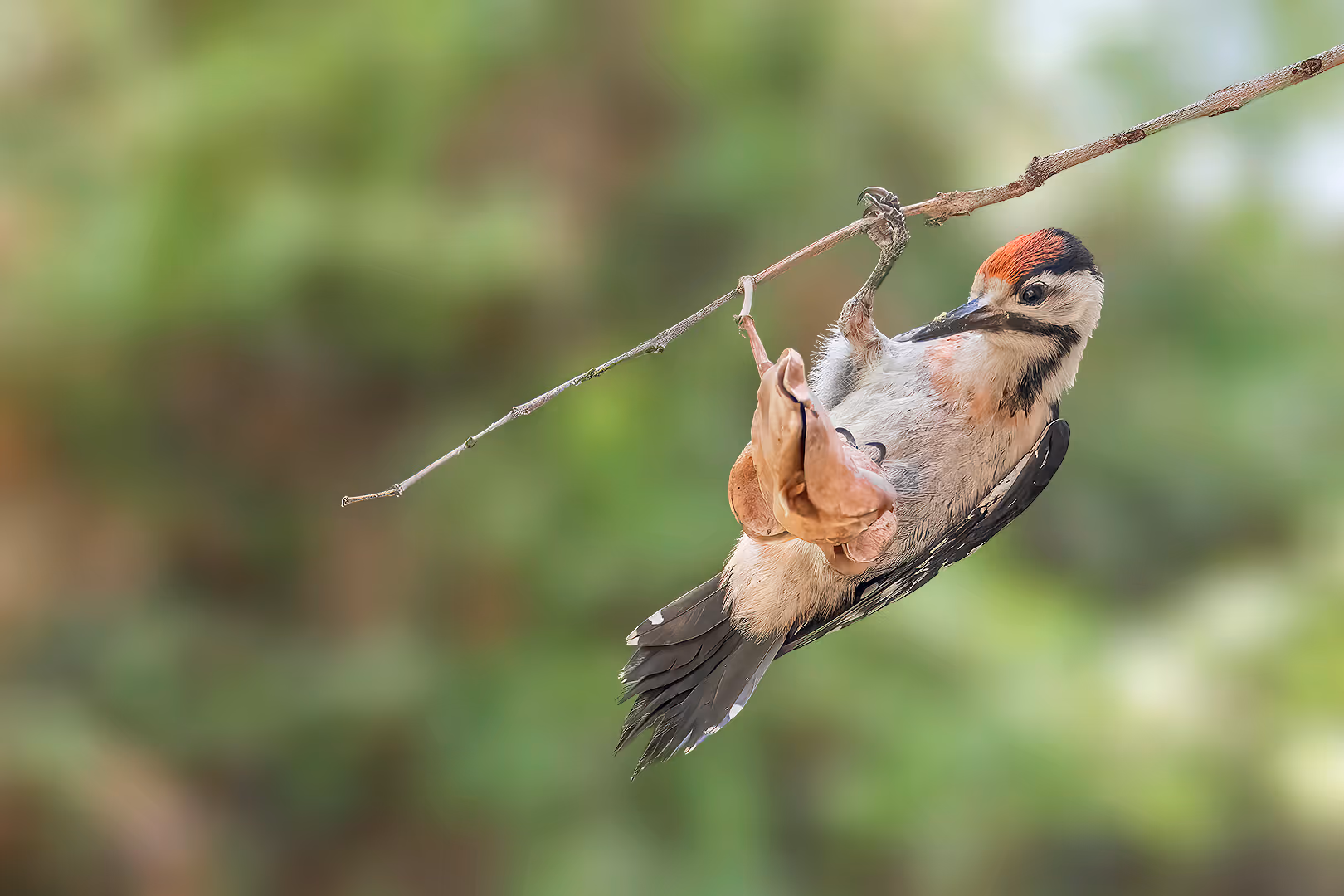 נקר סורי תלוי על ענף