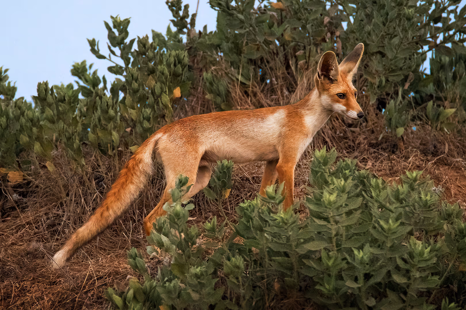 שועל מצוי עומד ומתבונן