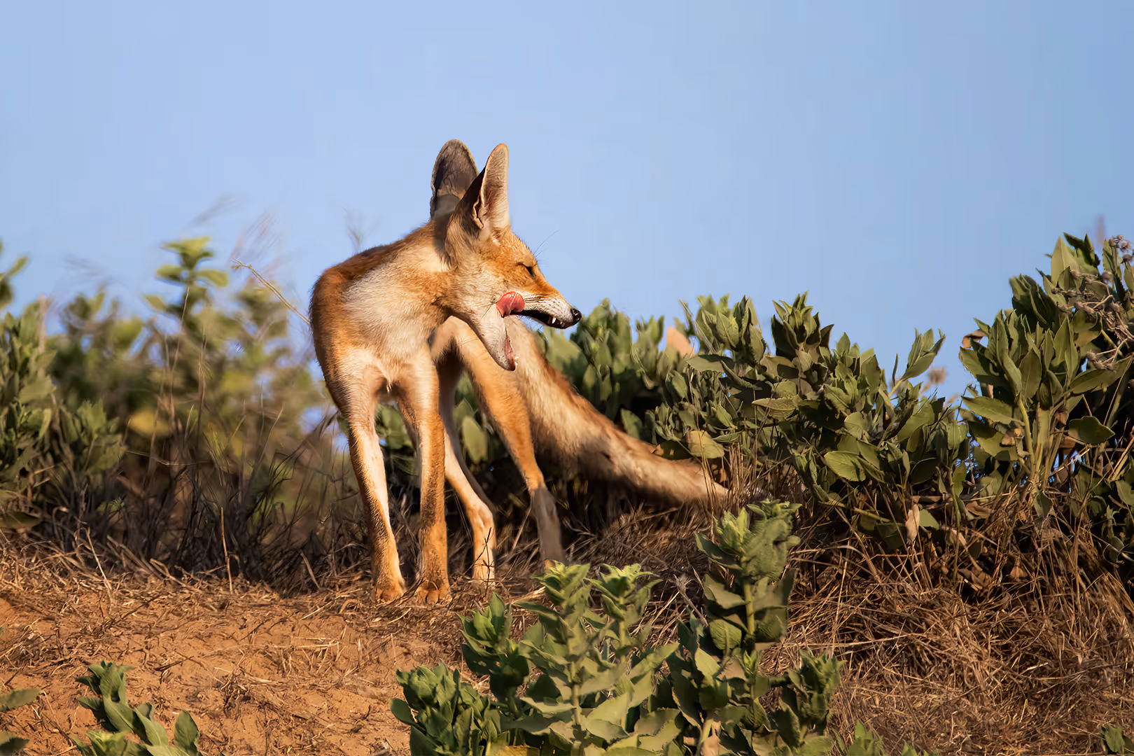 שועל מצוי מפהק ומוציא לשון