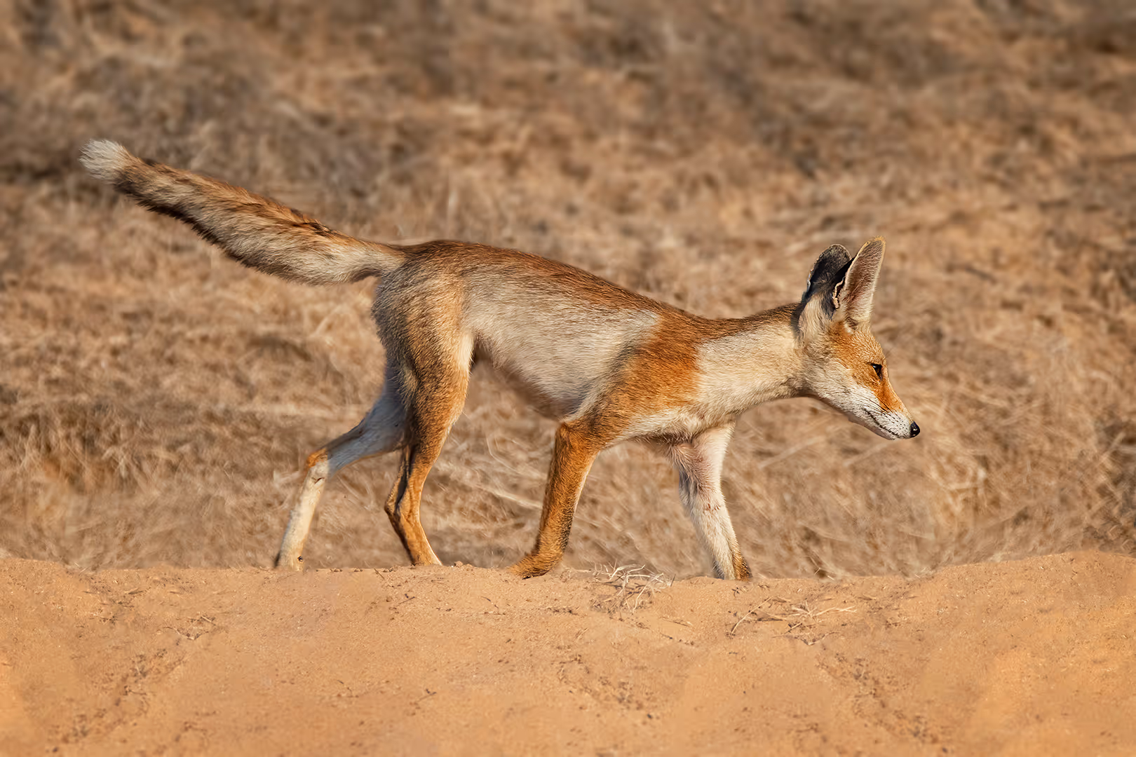 שועל מצוי הולך עם הזנב למעלה