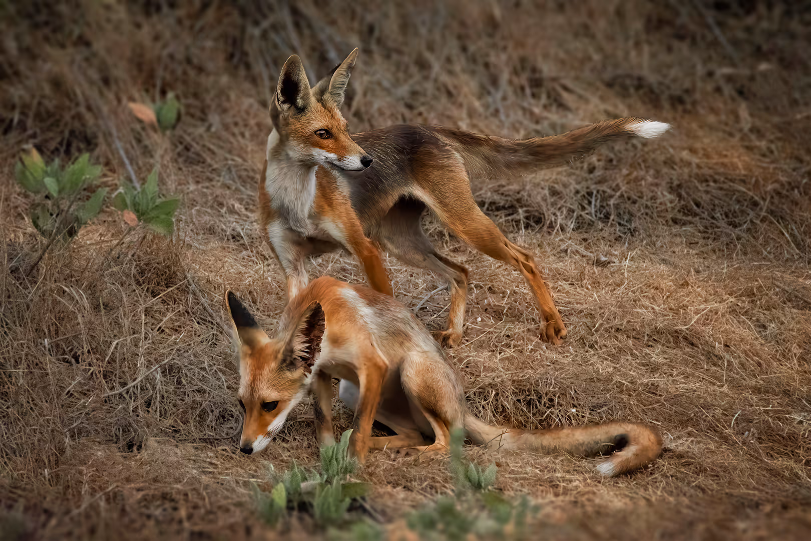 זוג שועלים מצויים