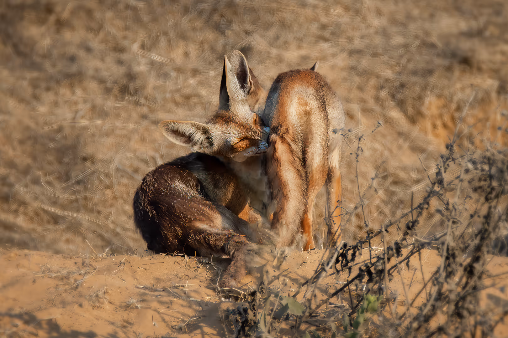 שועל מצוי יונק