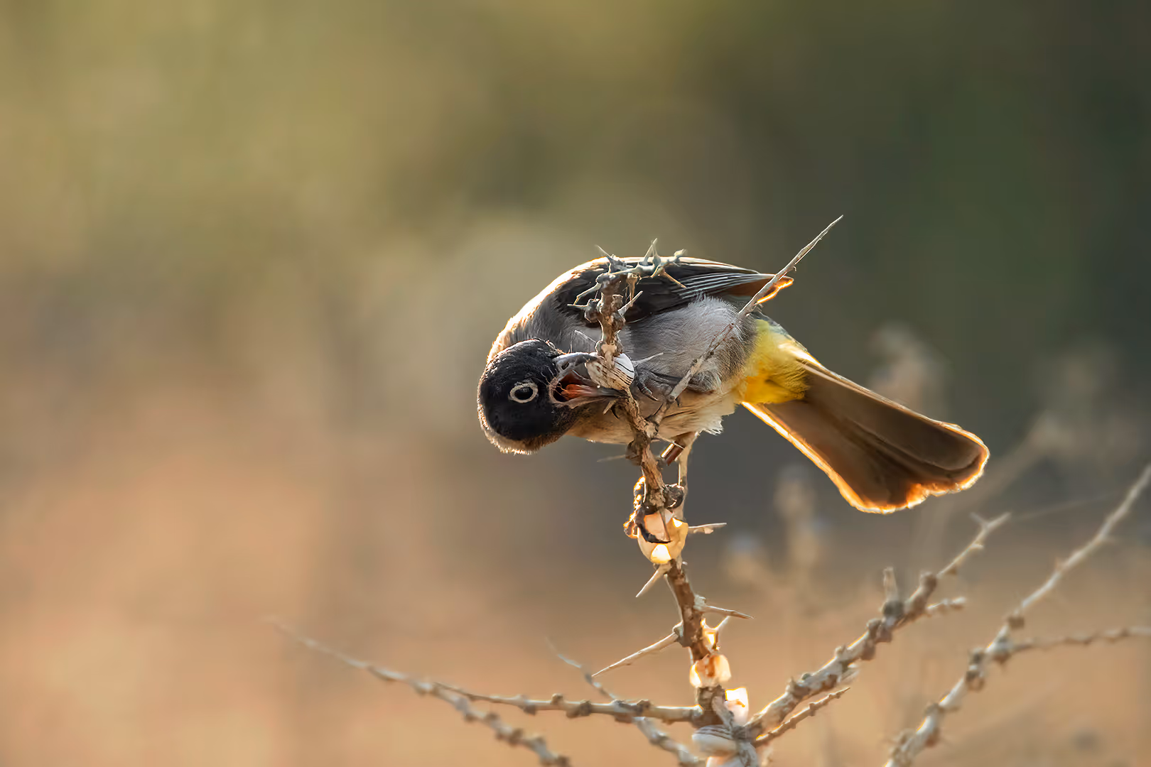 בולבול אוכל שבלול