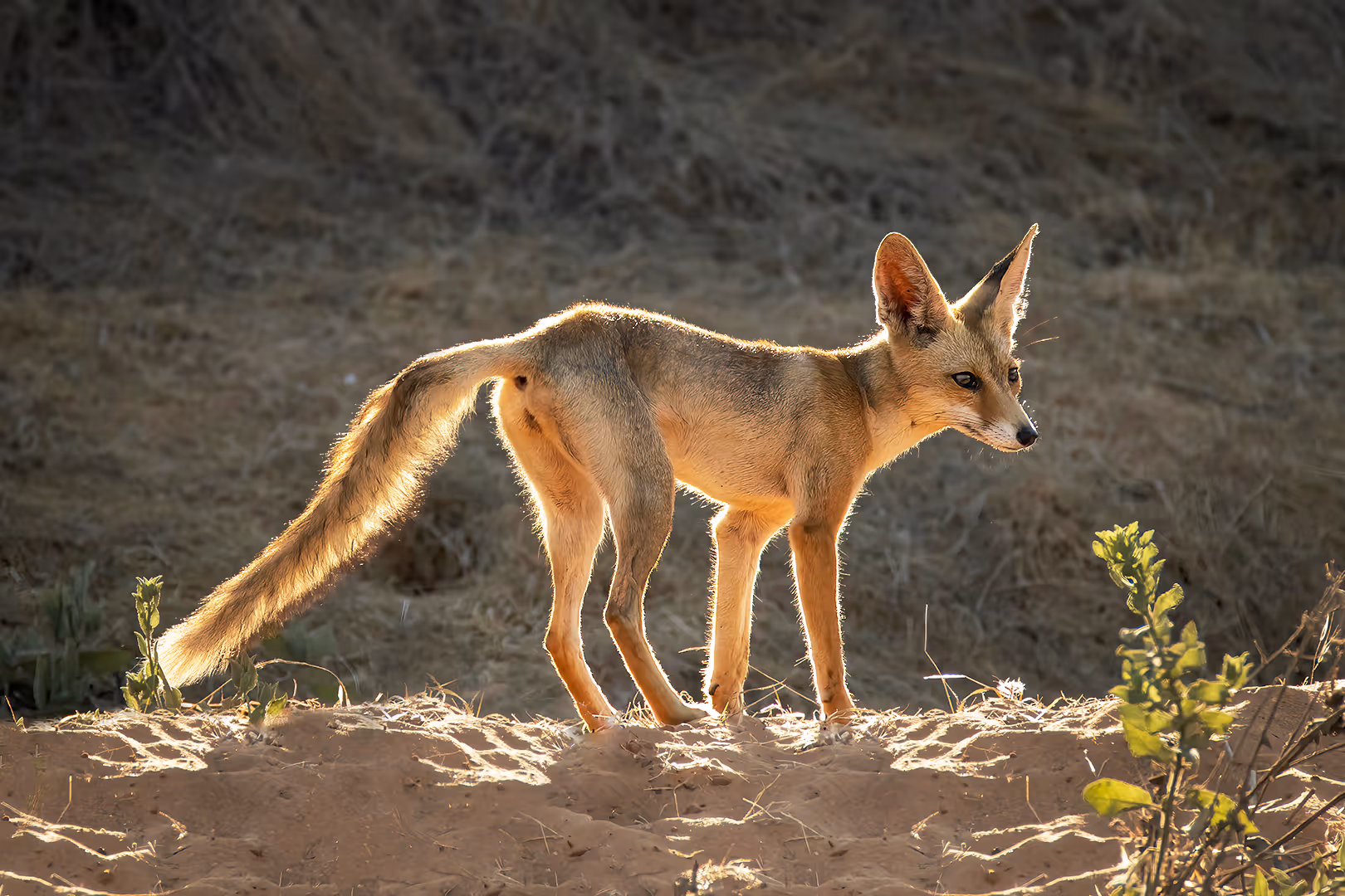 שועל מצוי בתאורה אחורית