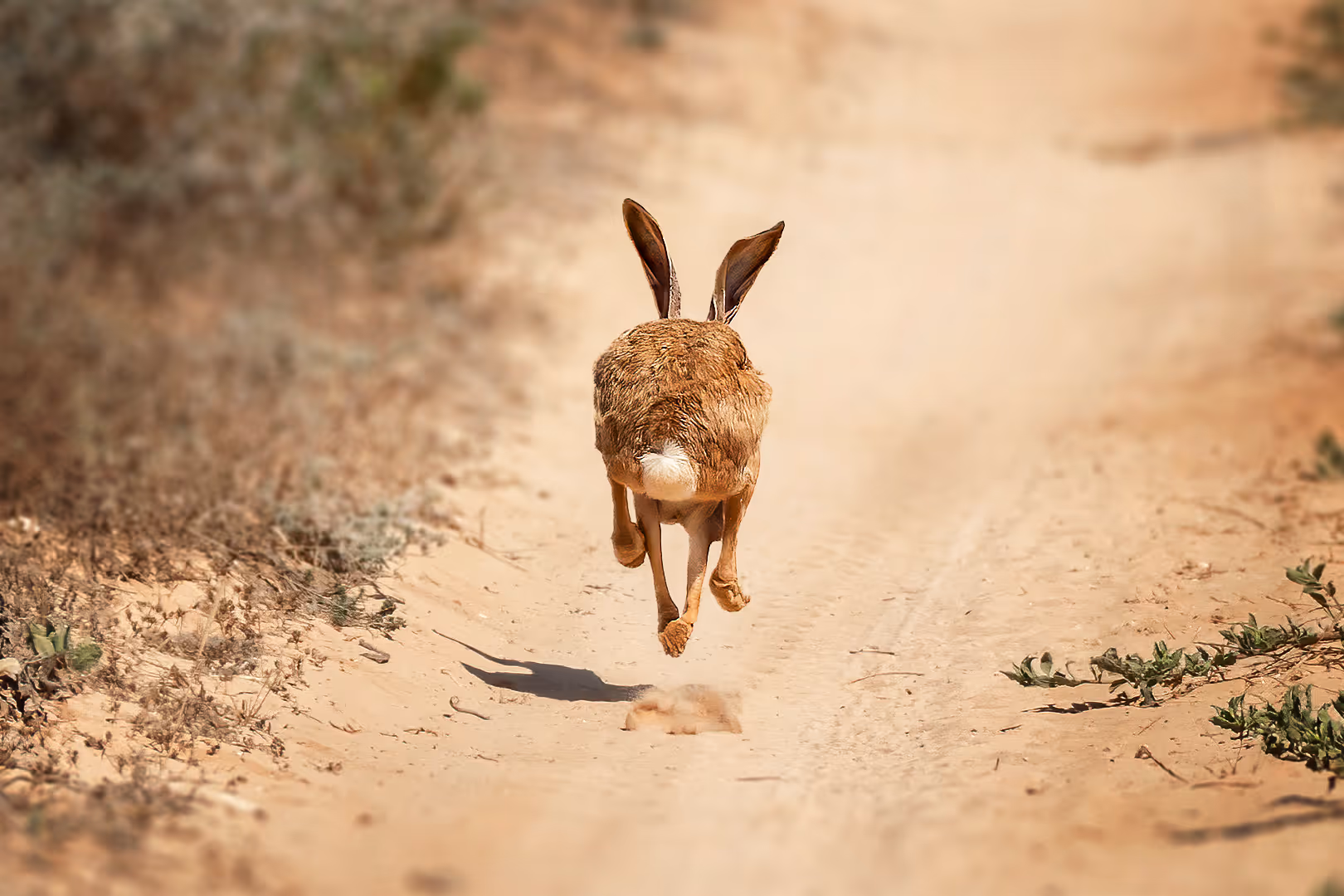 ארנבת מצויה בורחת